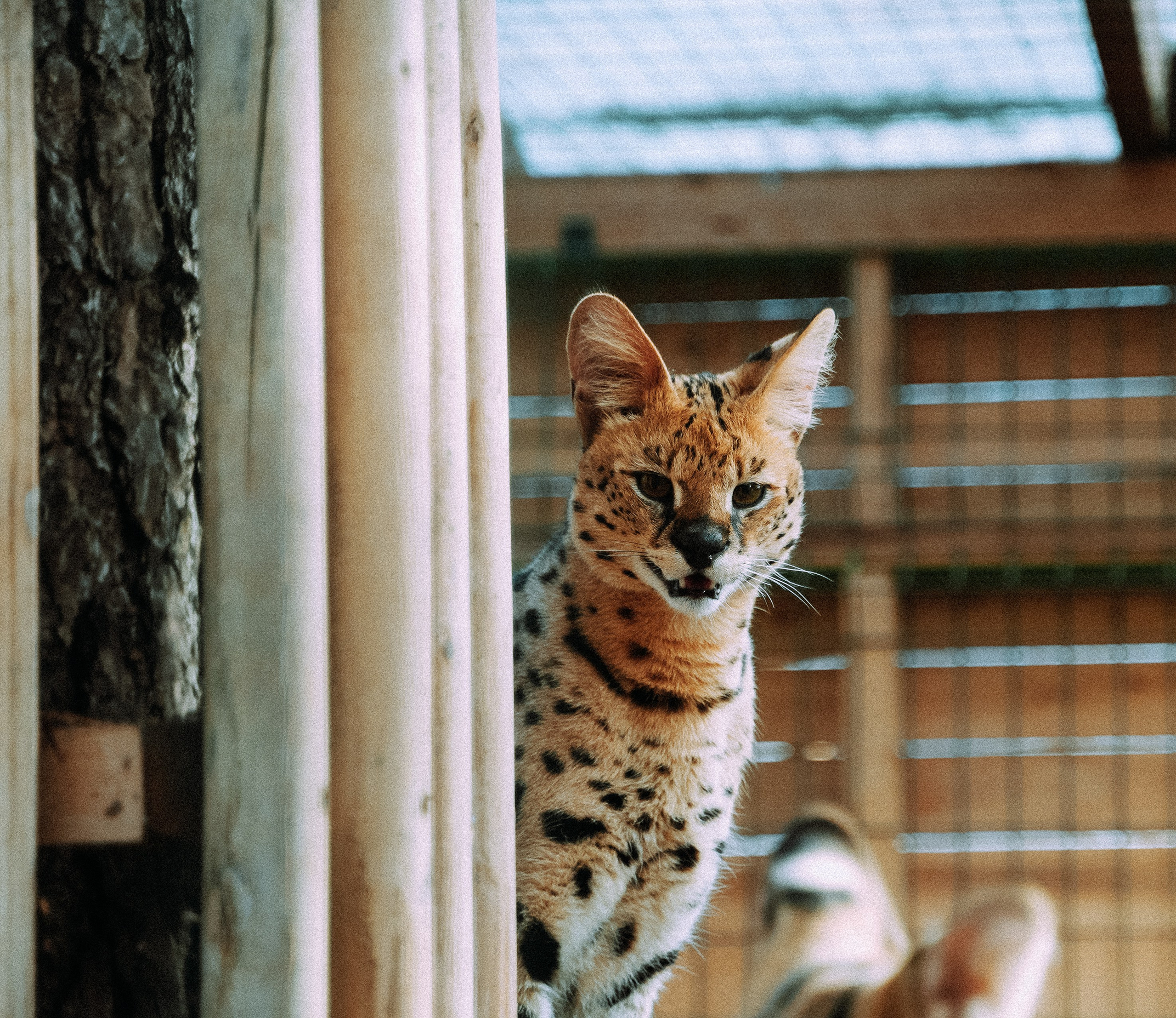 Кот шпедингера. Стрит-фотография, полная абсурда, идиотизма и красоты
