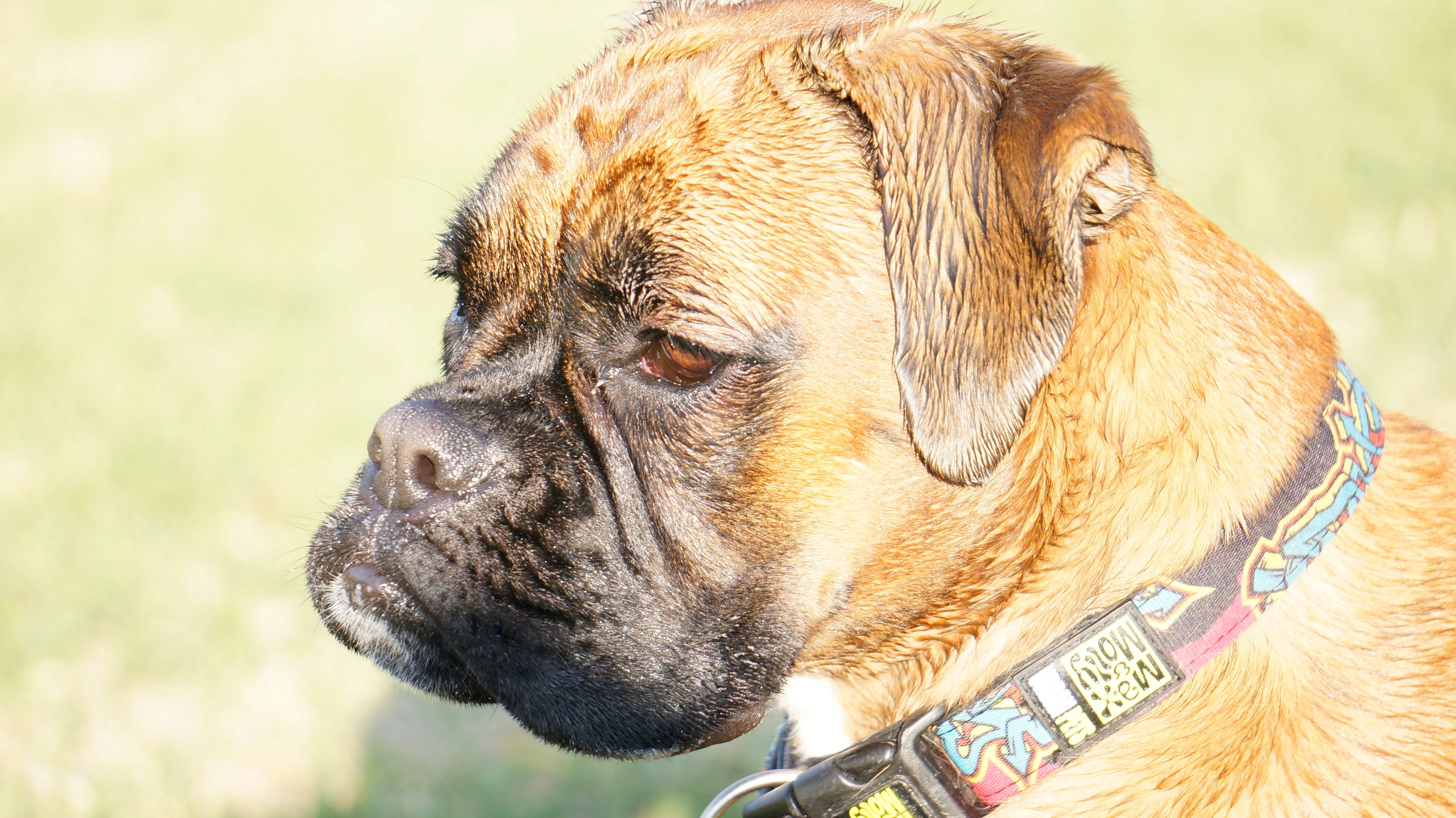 My ״Star״ Boxer Dog