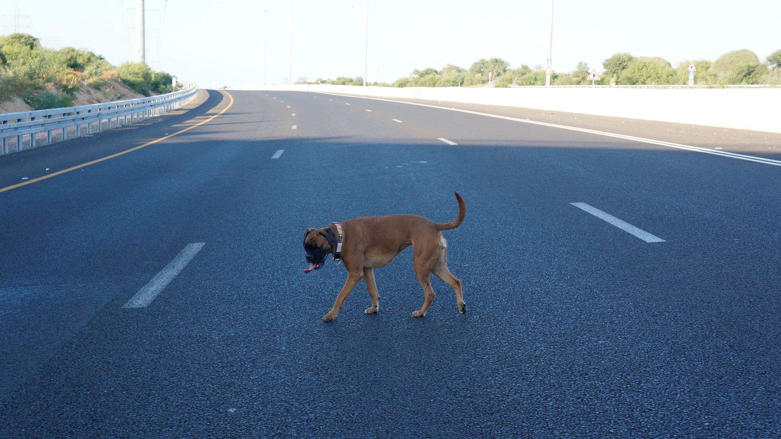 My ״Star״ Boxer Dog