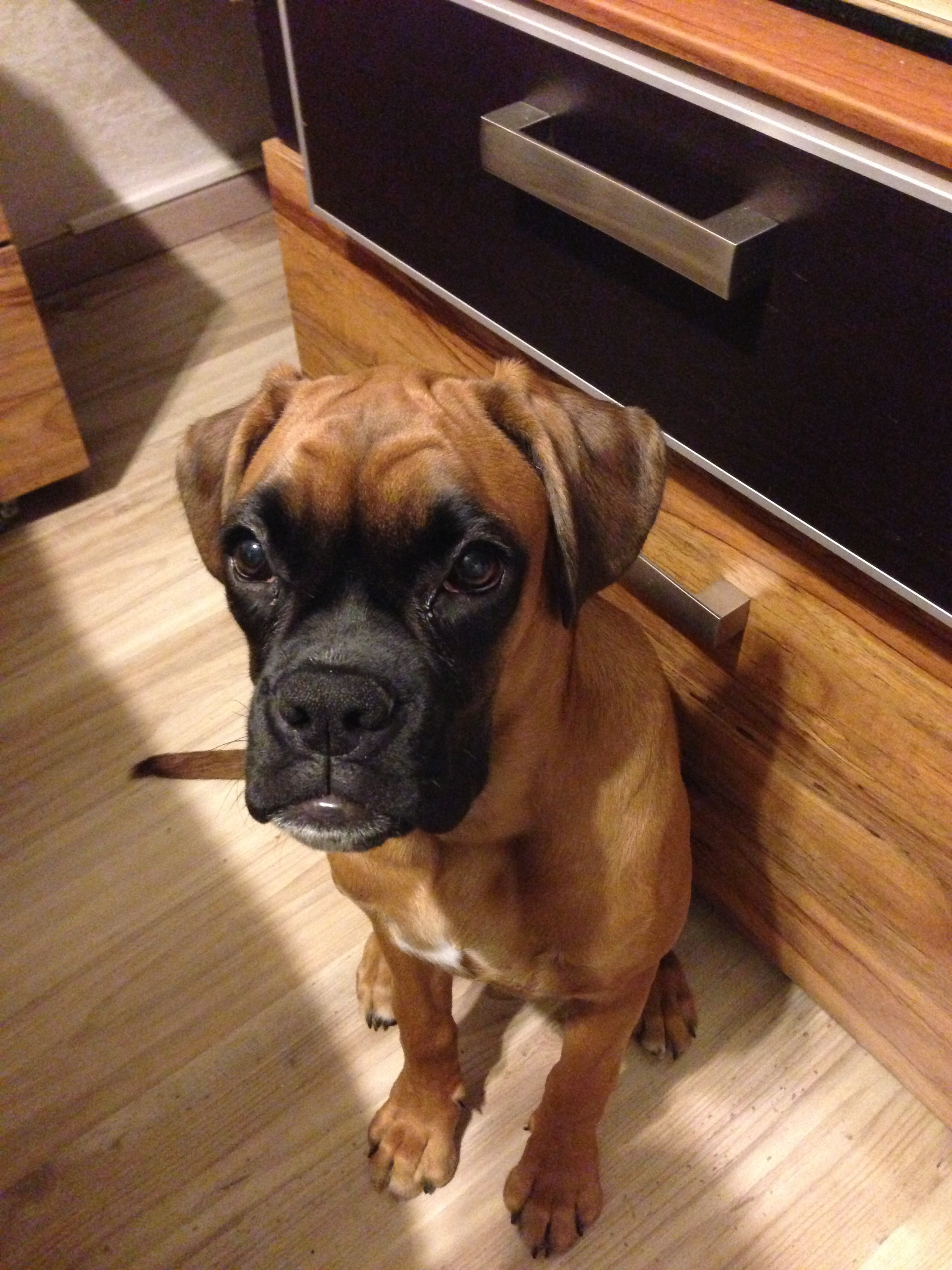 My ״Star״ Boxer Dog