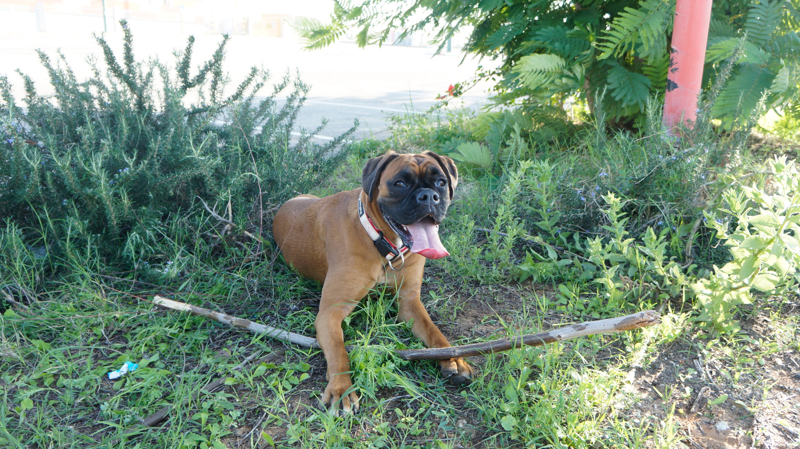 My ״Star״ Boxer Dog