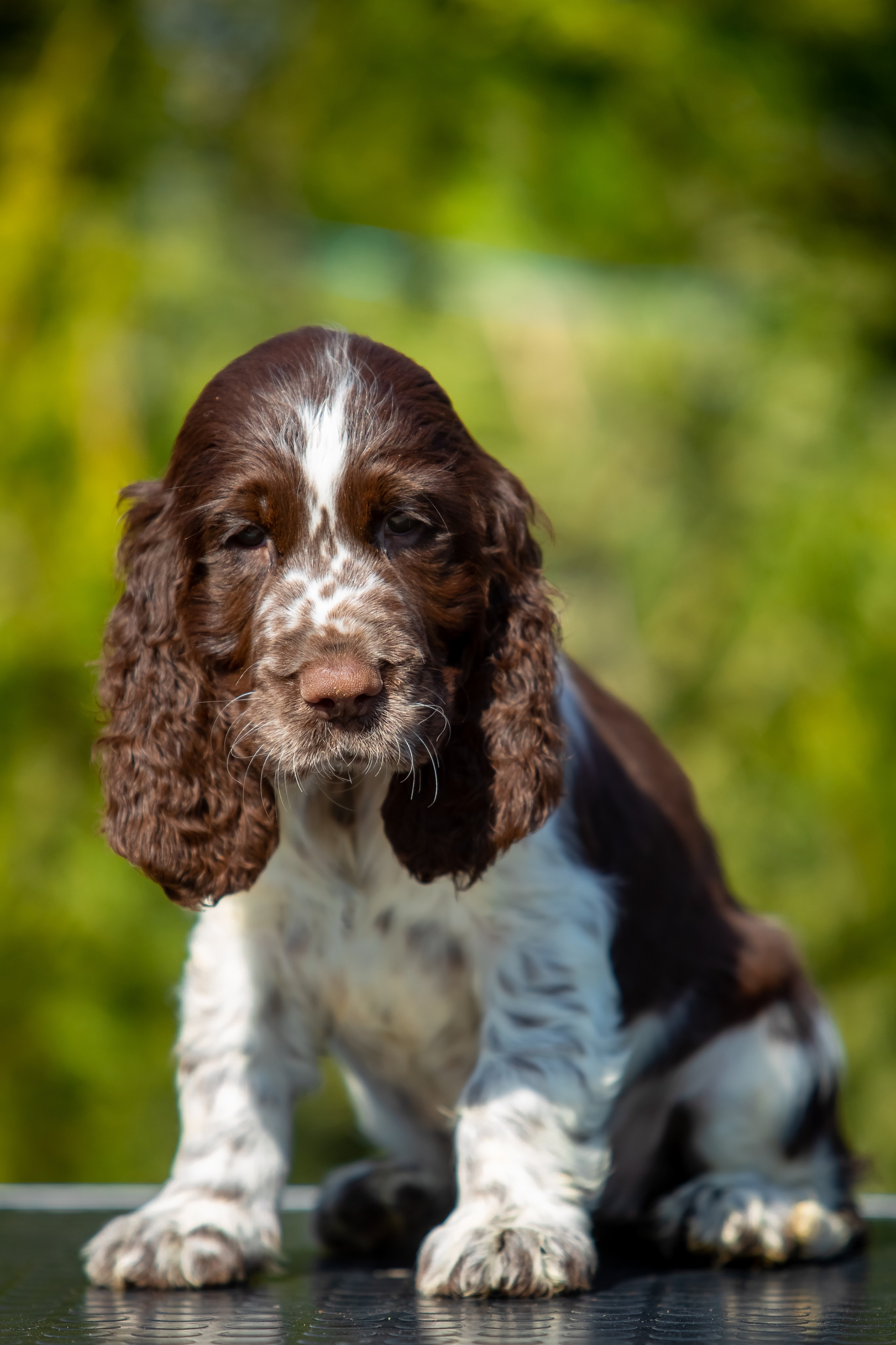 Female — Pink collar 💗. Website of the titled stud dog of the Springer Spaniel breed