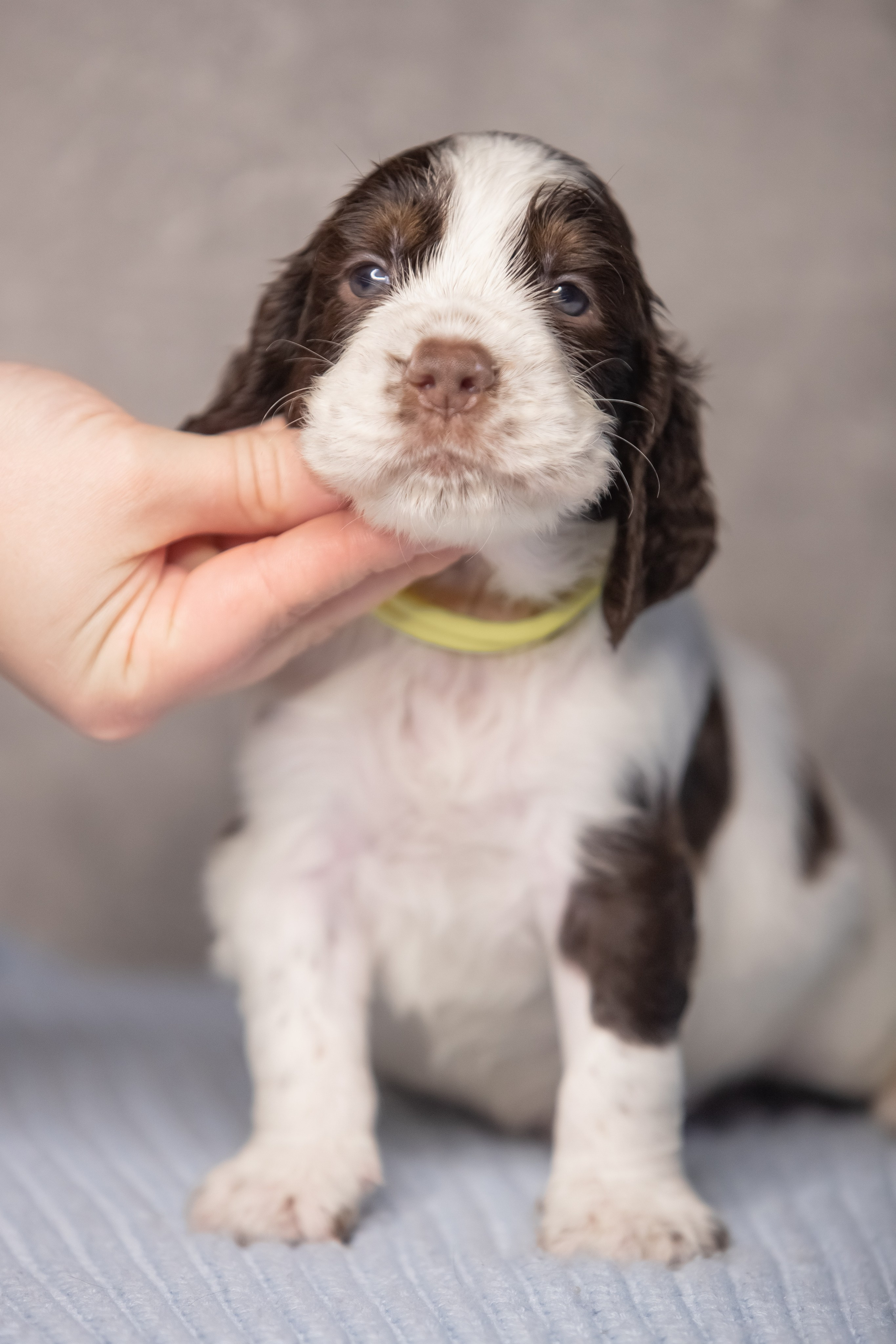 Male — Yellow collar 💛. Website of the titled stud dog of the Springer Spaniel breed