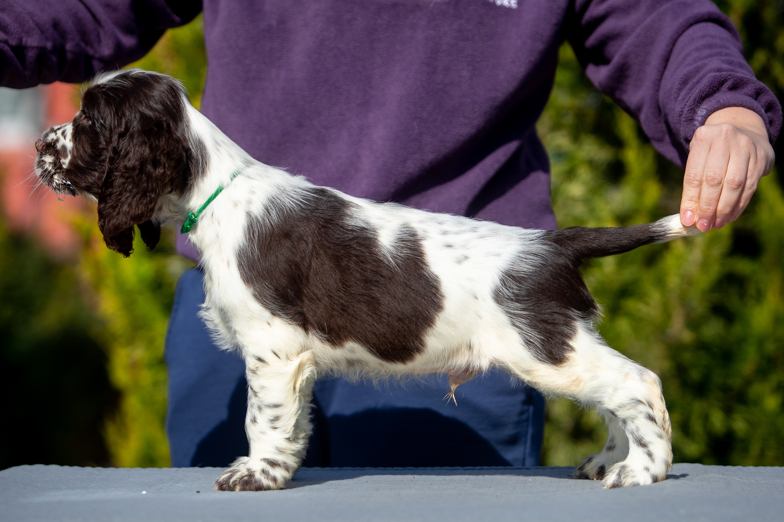 Male — Green collar 💚. Website of the titled stud dog of the Springer Spaniel breed