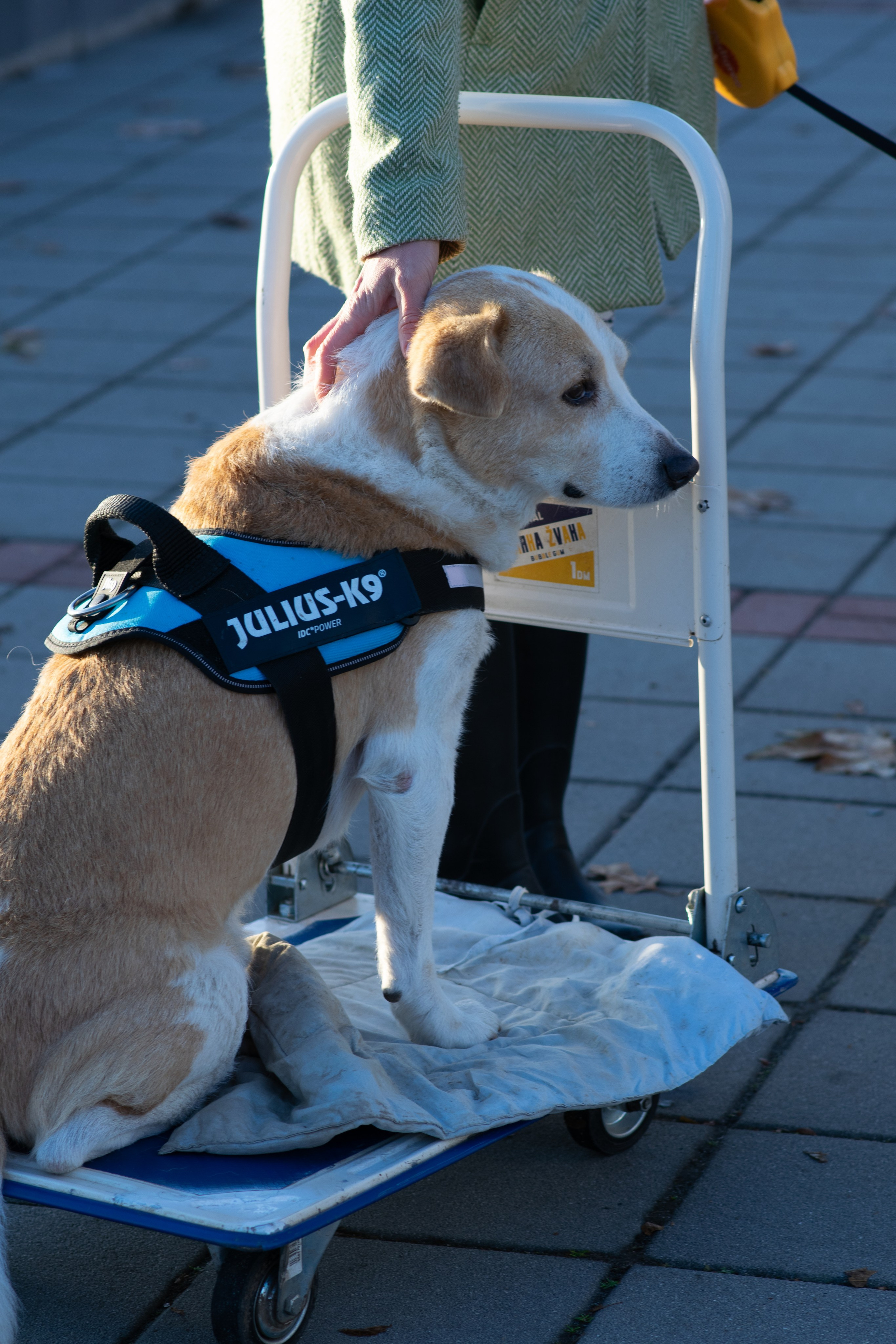 My angel of view to Novi Sad city, Serbia. Victoria Fedoseenko. Photographer from Serbia