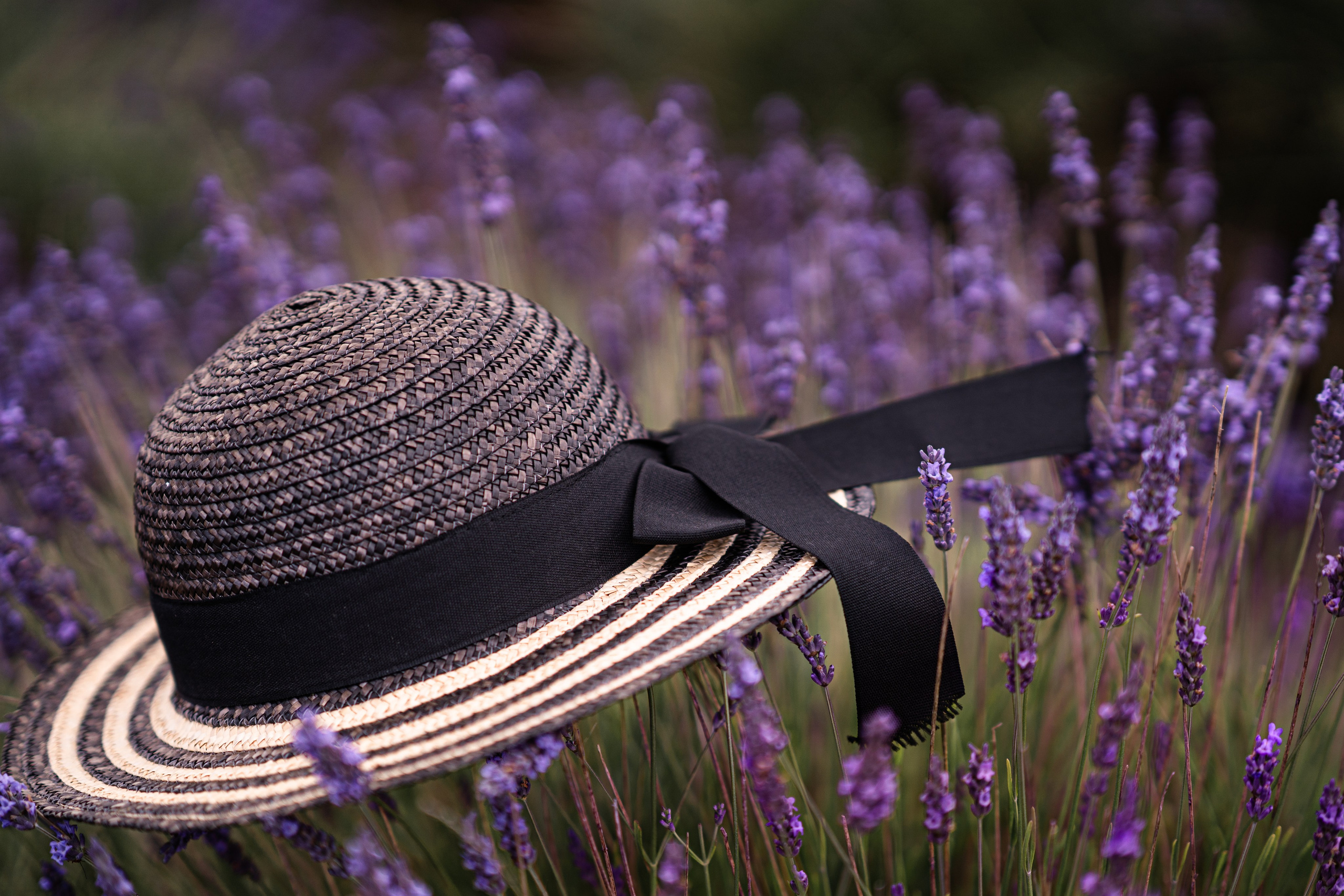 Lavender. Tonya Kyrylenko photographer in London