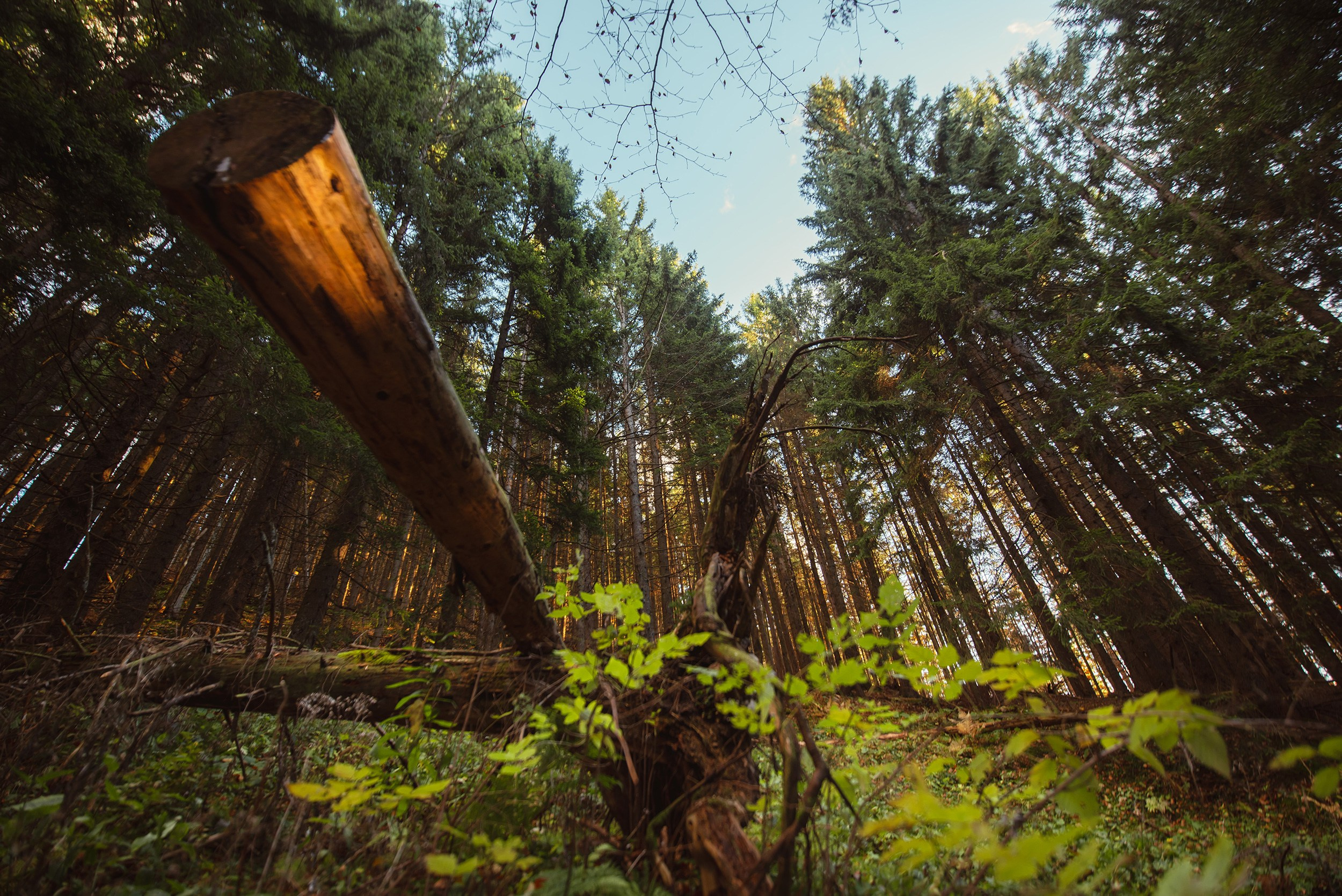 A fallen old tree trunk in the green forest, low angle view, Mount Wallberg.