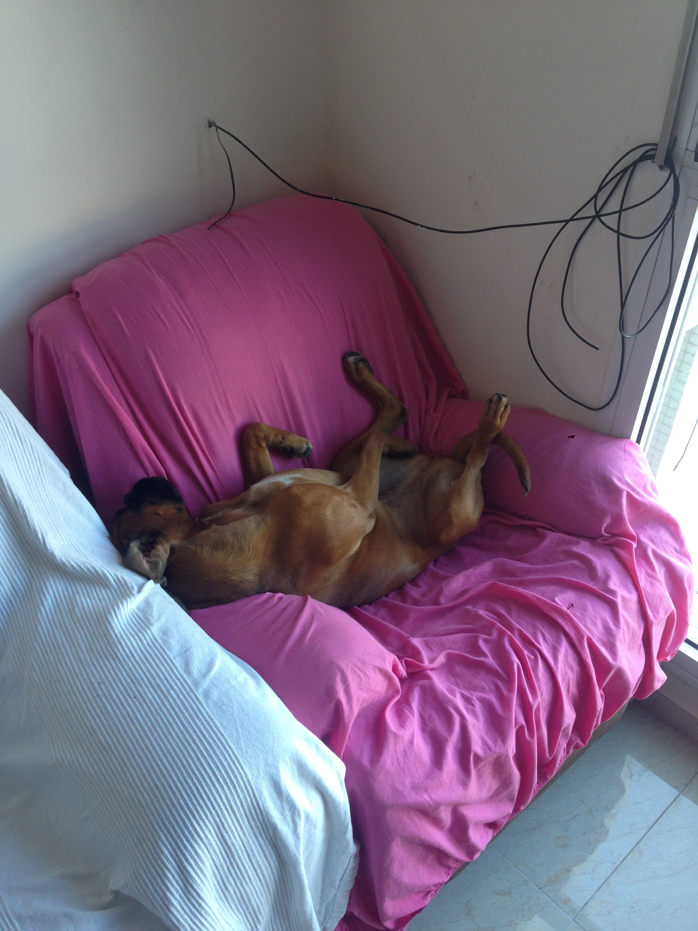 My ״Star״ Boxer Dog