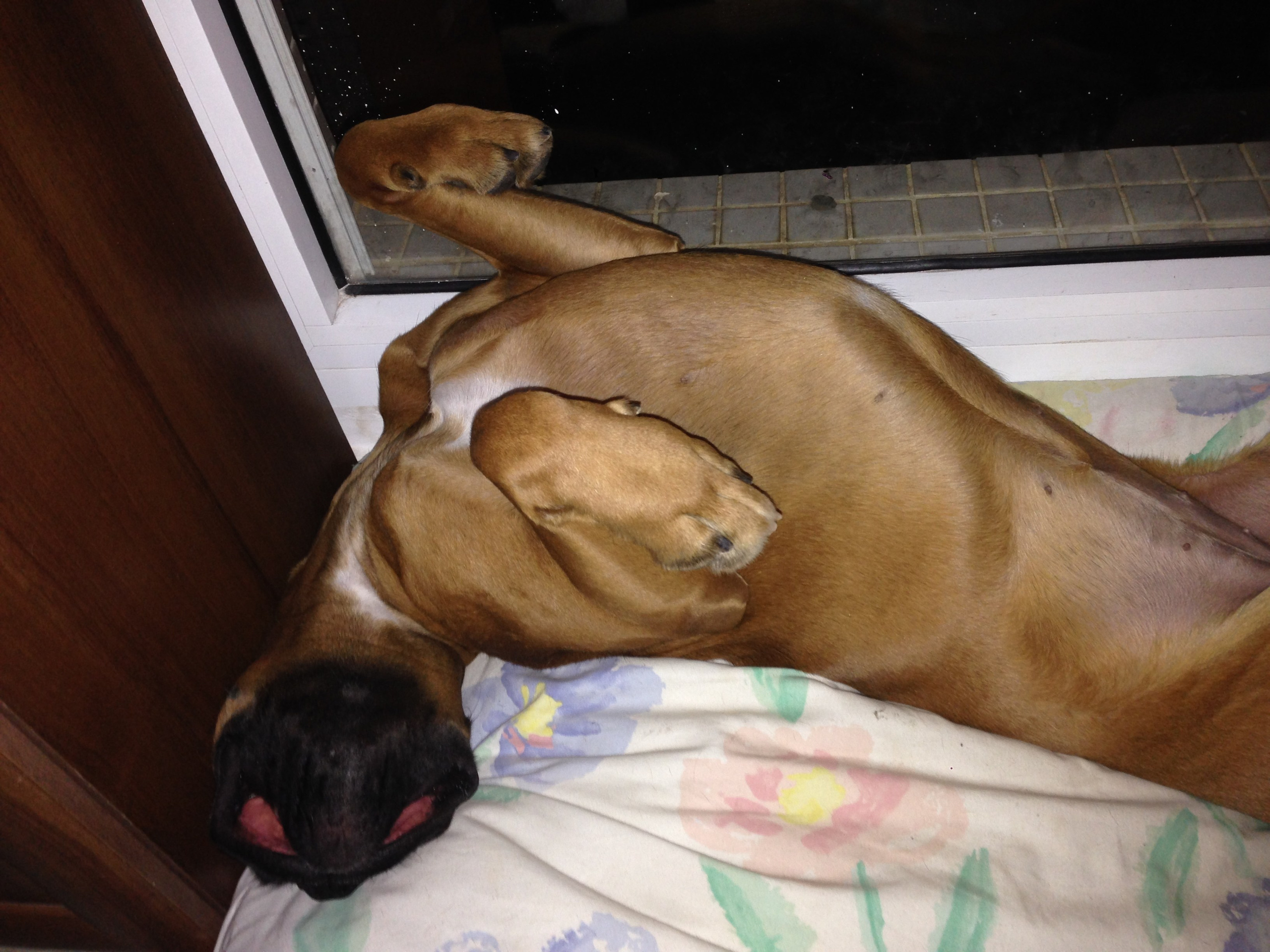 My ״Star״ Boxer Dog