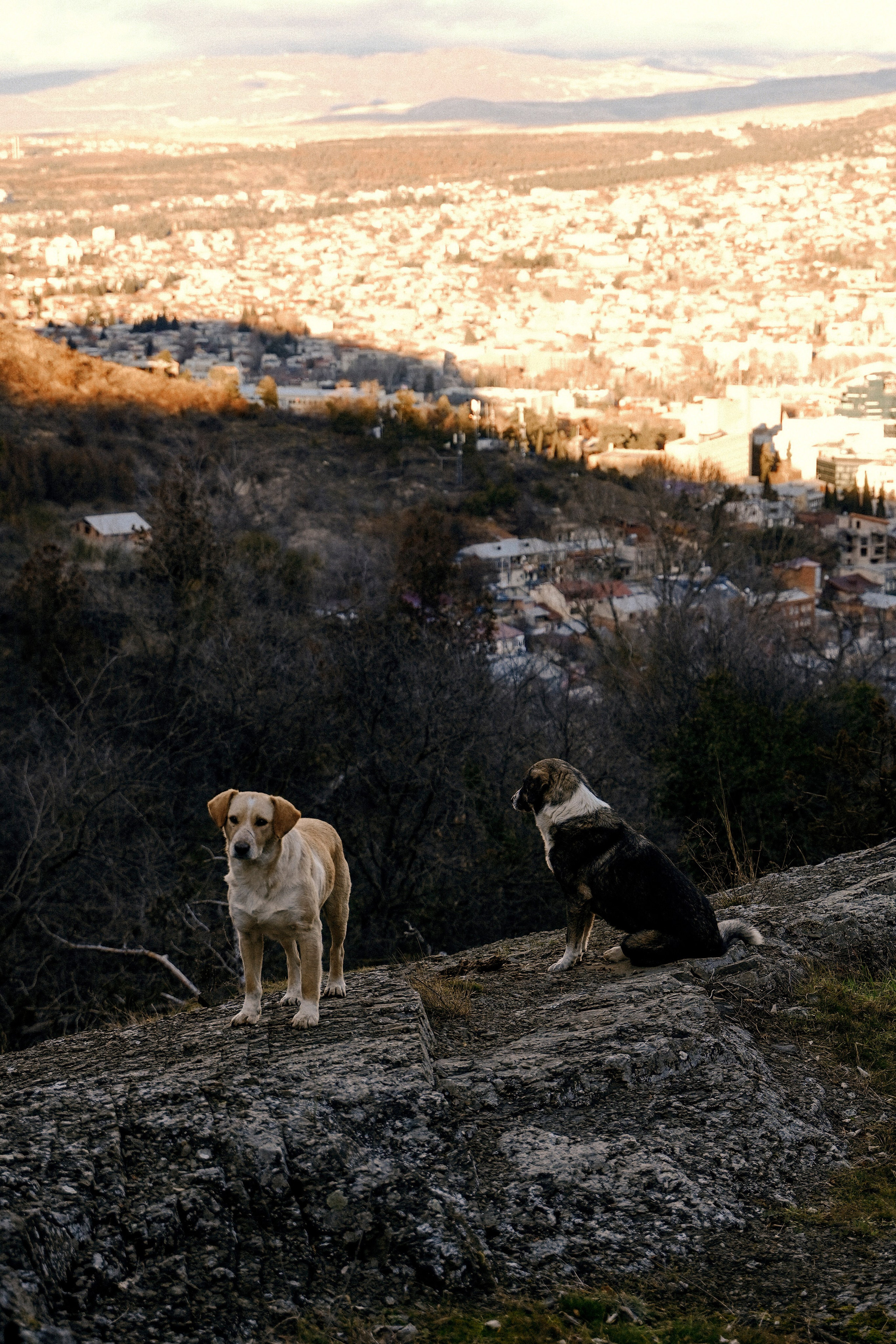 ТБИЛИСИ 2023-2024. Стрит-фотография, полная абсурда, идиотизма и красоты