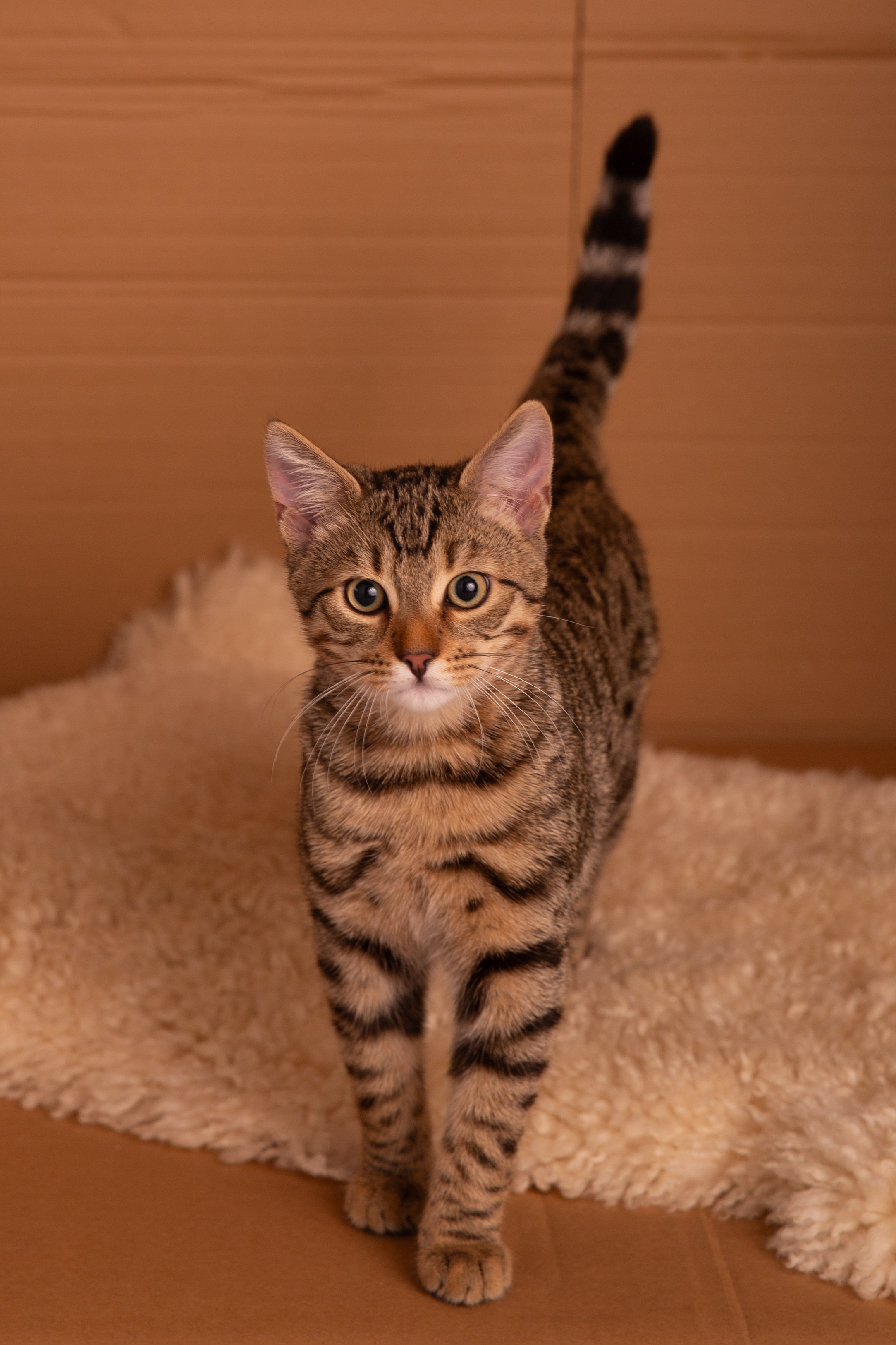 Haustiere. Neugeborenen, Familien, Geschwister Fotografin aus Delmenhorst