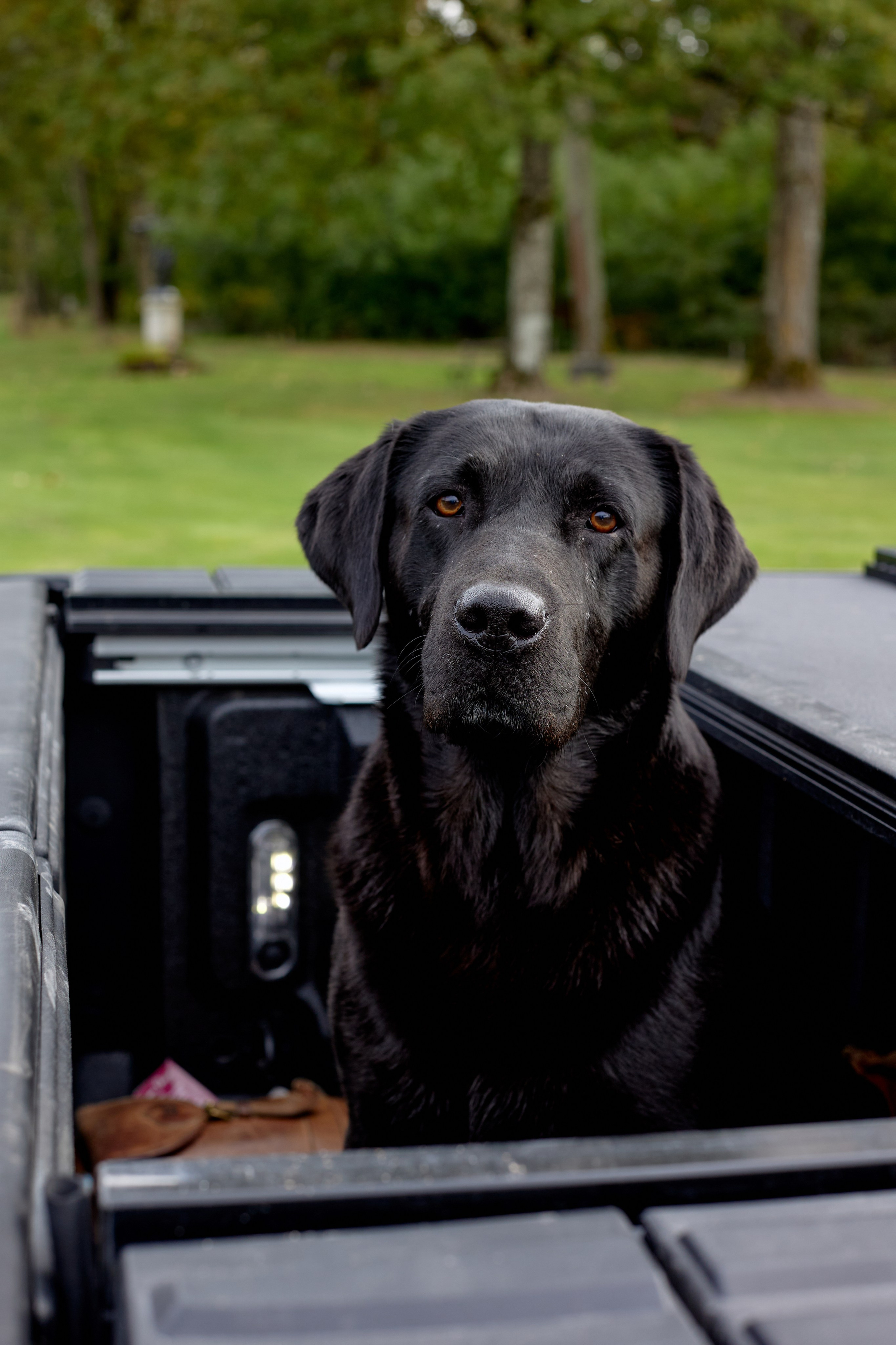 Hunting in France. Amazing photo session at a time convenient for you. Y