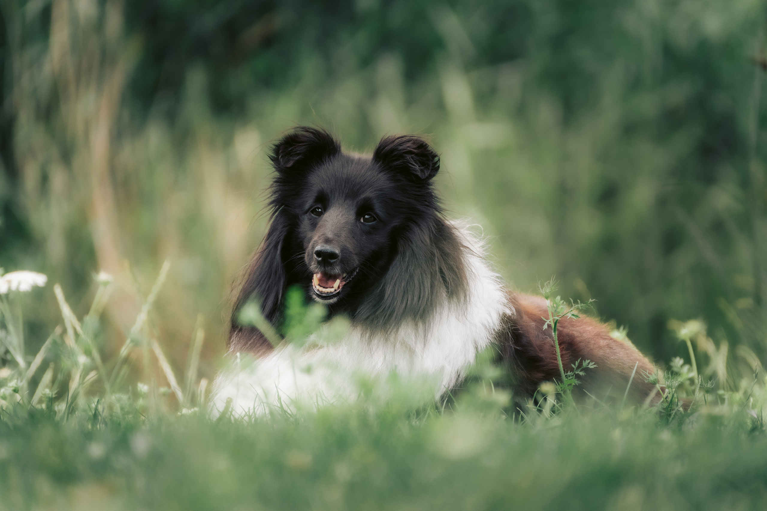 Hundeshooting - Shelties. Thorben Ihler - Dein Fotograf aus Emden