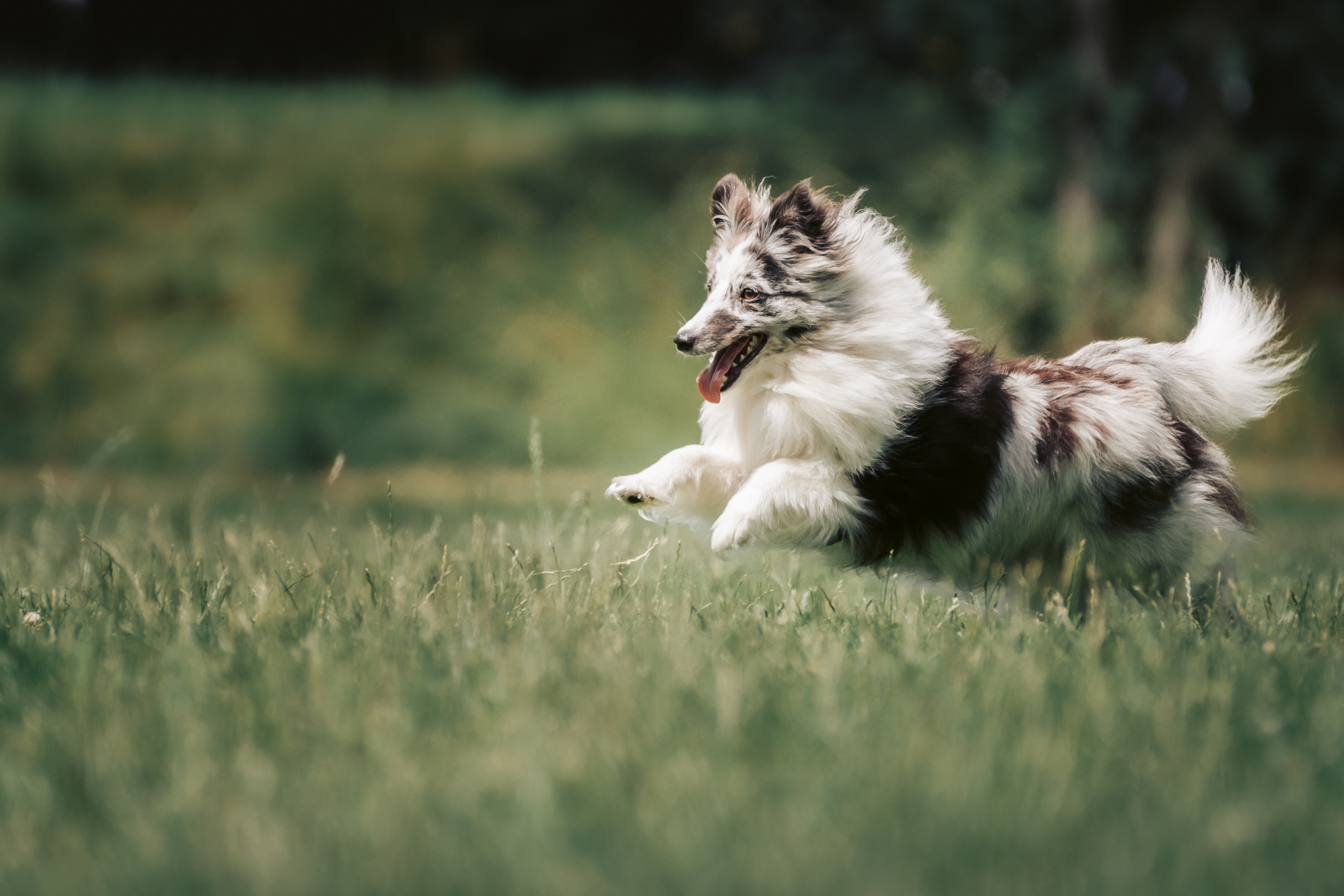 Hundeshooting - Shelties. Thorben Ihler - Dein Fotograf aus Emden