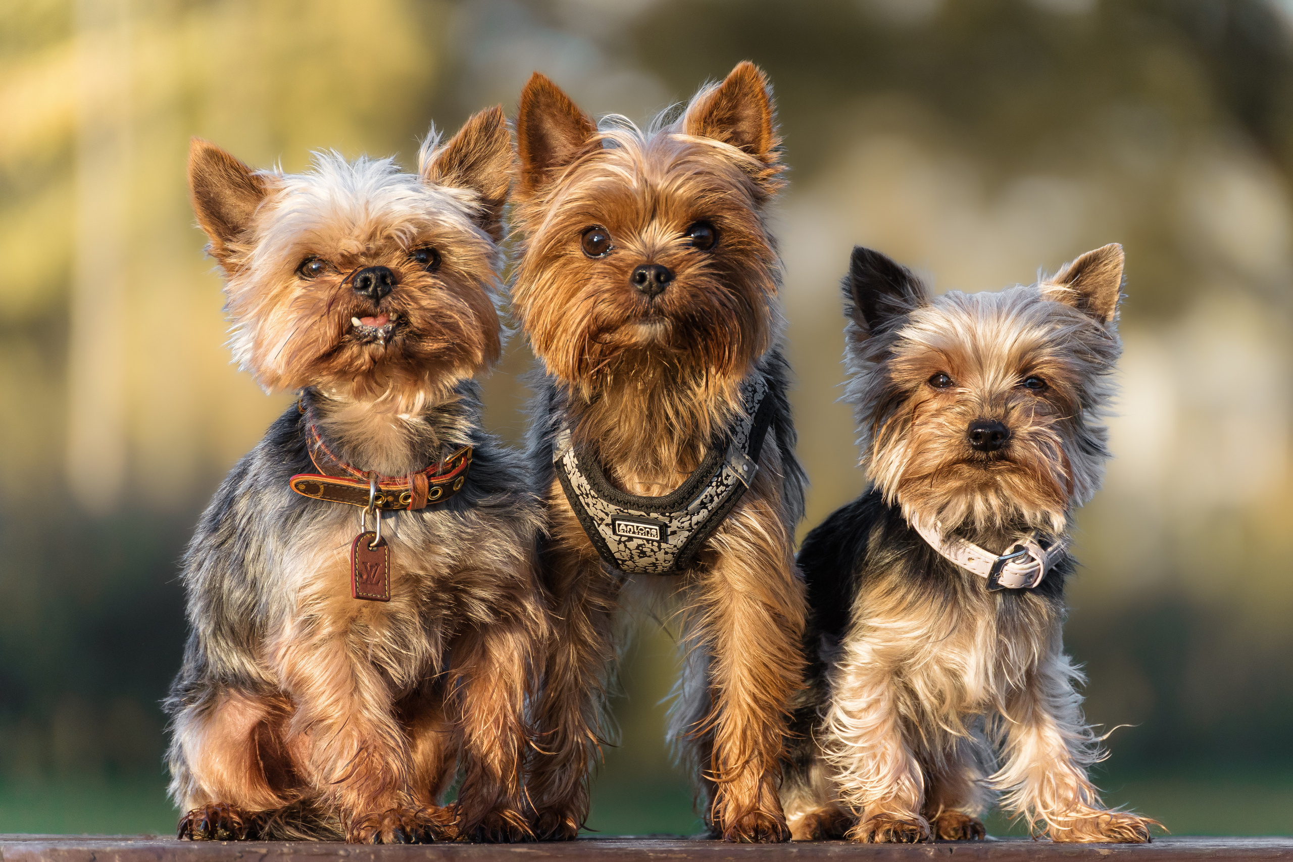 Hundeshooting - Yorkies. Thorben Ihler - Dein Fotograf aus Emden