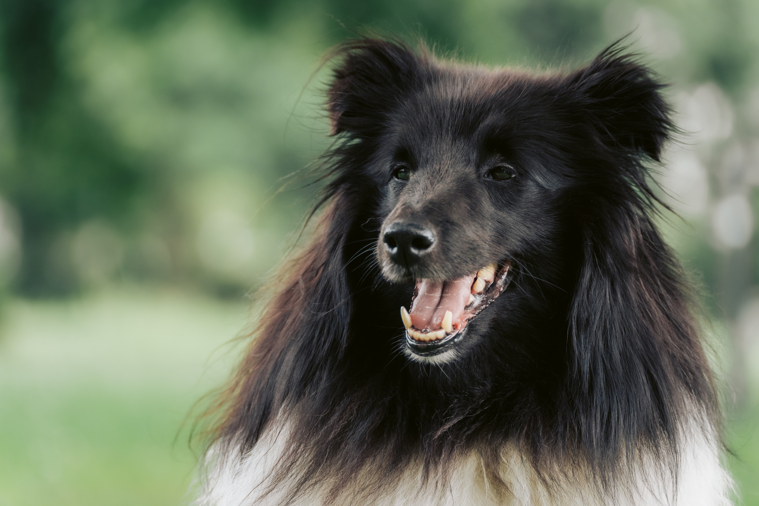 Hundeshooting - Shelties. Thorben Ihler - Dein Fotograf aus Emden