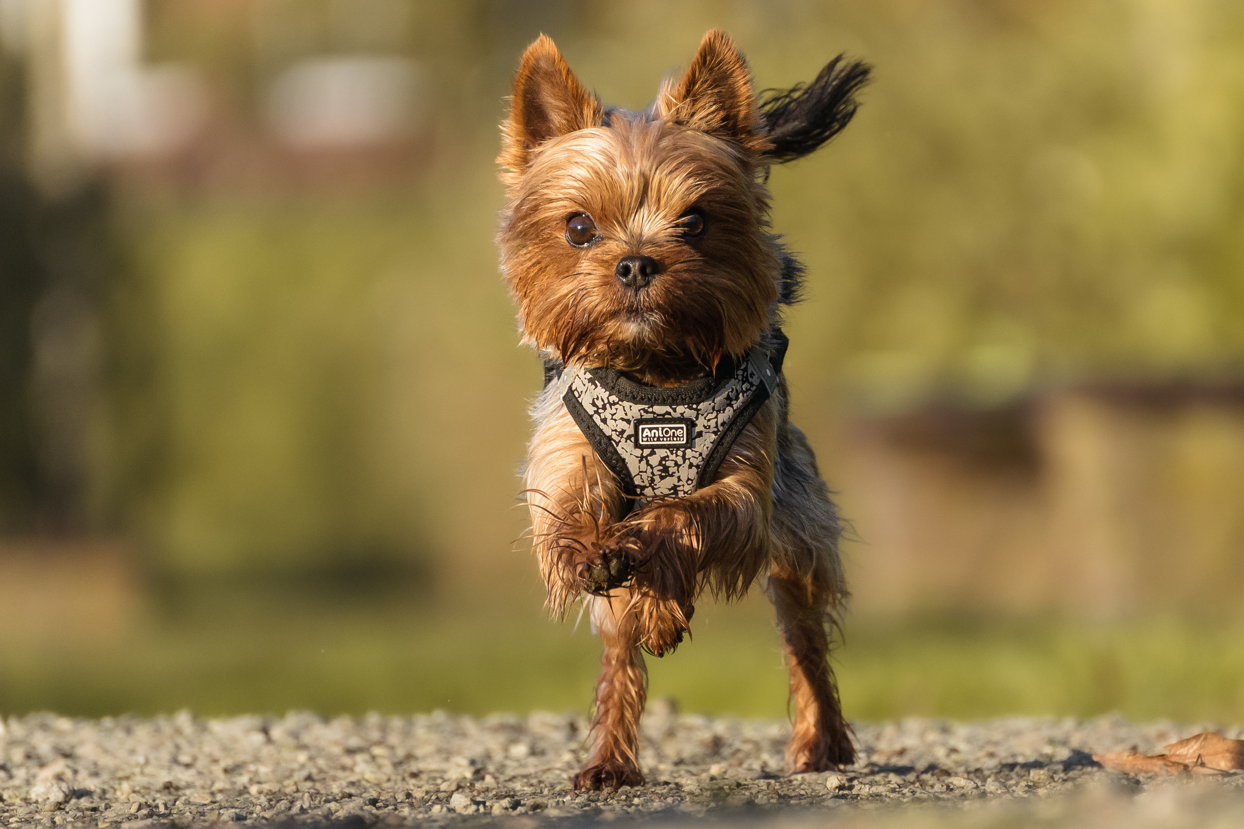 Hundeshooting - Yorkies. Thorben Ihler - Dein Fotograf aus Emden