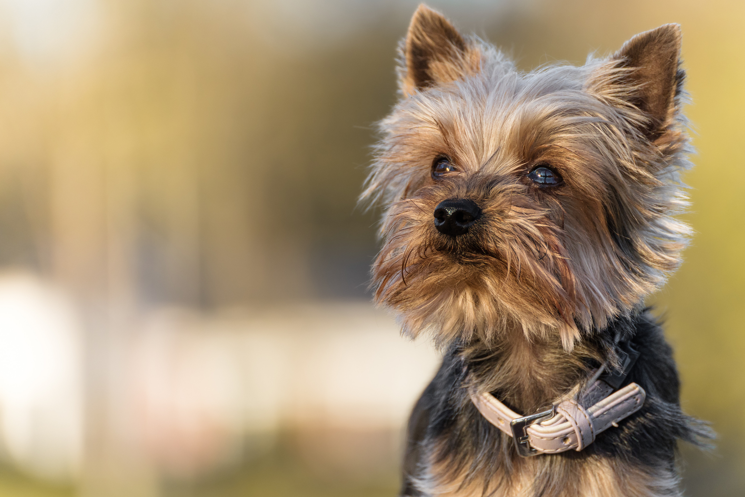 Hundeshooting - Yorkies. Thorben Ihler - Dein Fotograf aus Emden