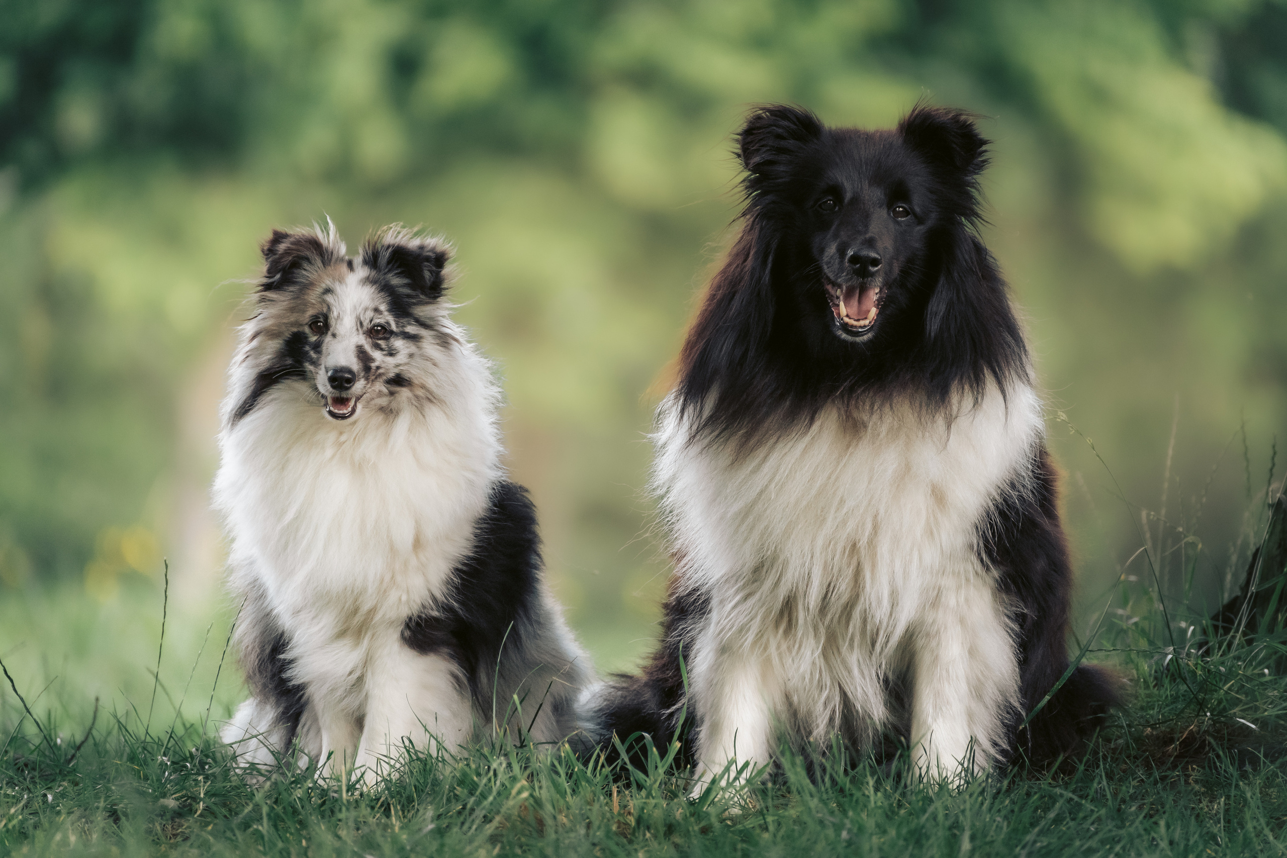 Hundeshooting - Shelties. Thorben Ihler - Dein Fotograf aus Emden