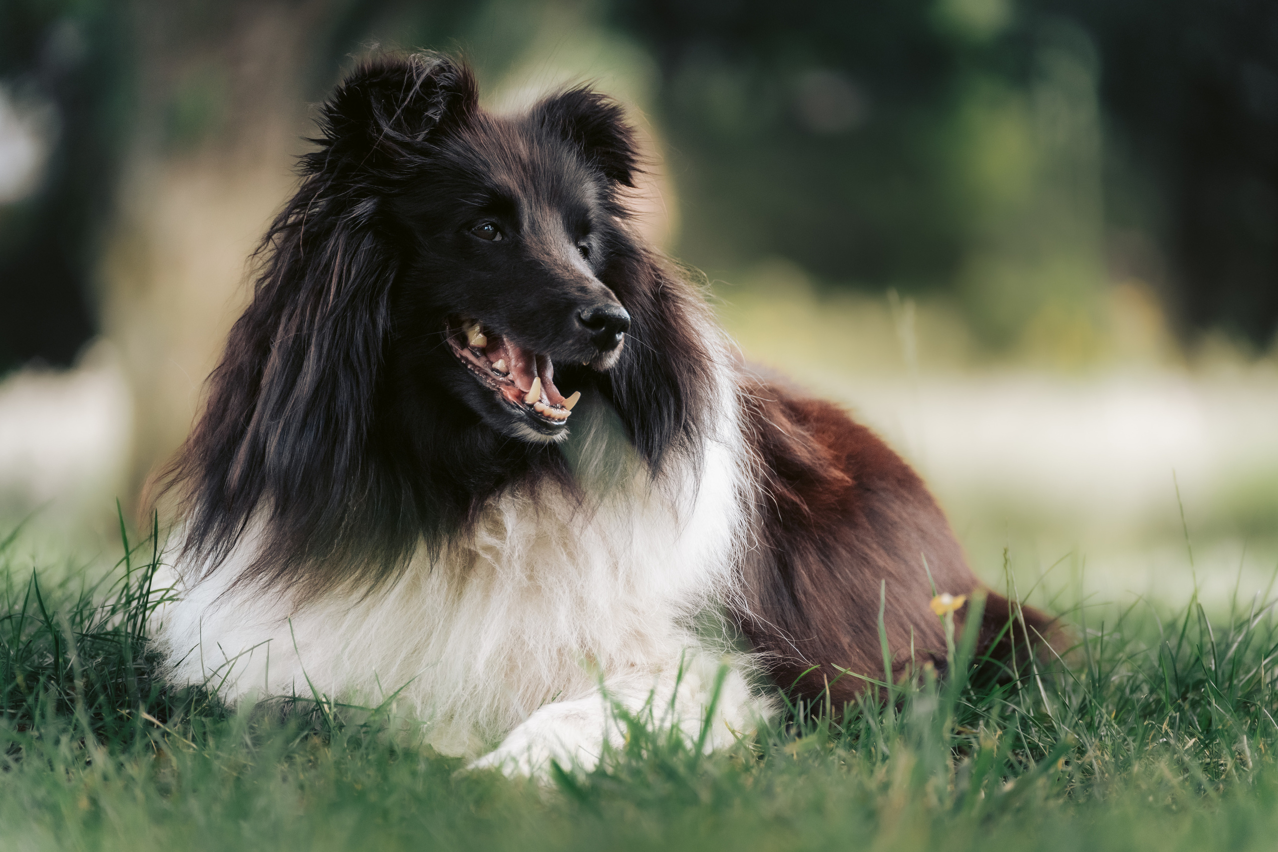 Hundeshooting - Shelties. Thorben Ihler - Dein Fotograf aus Emden