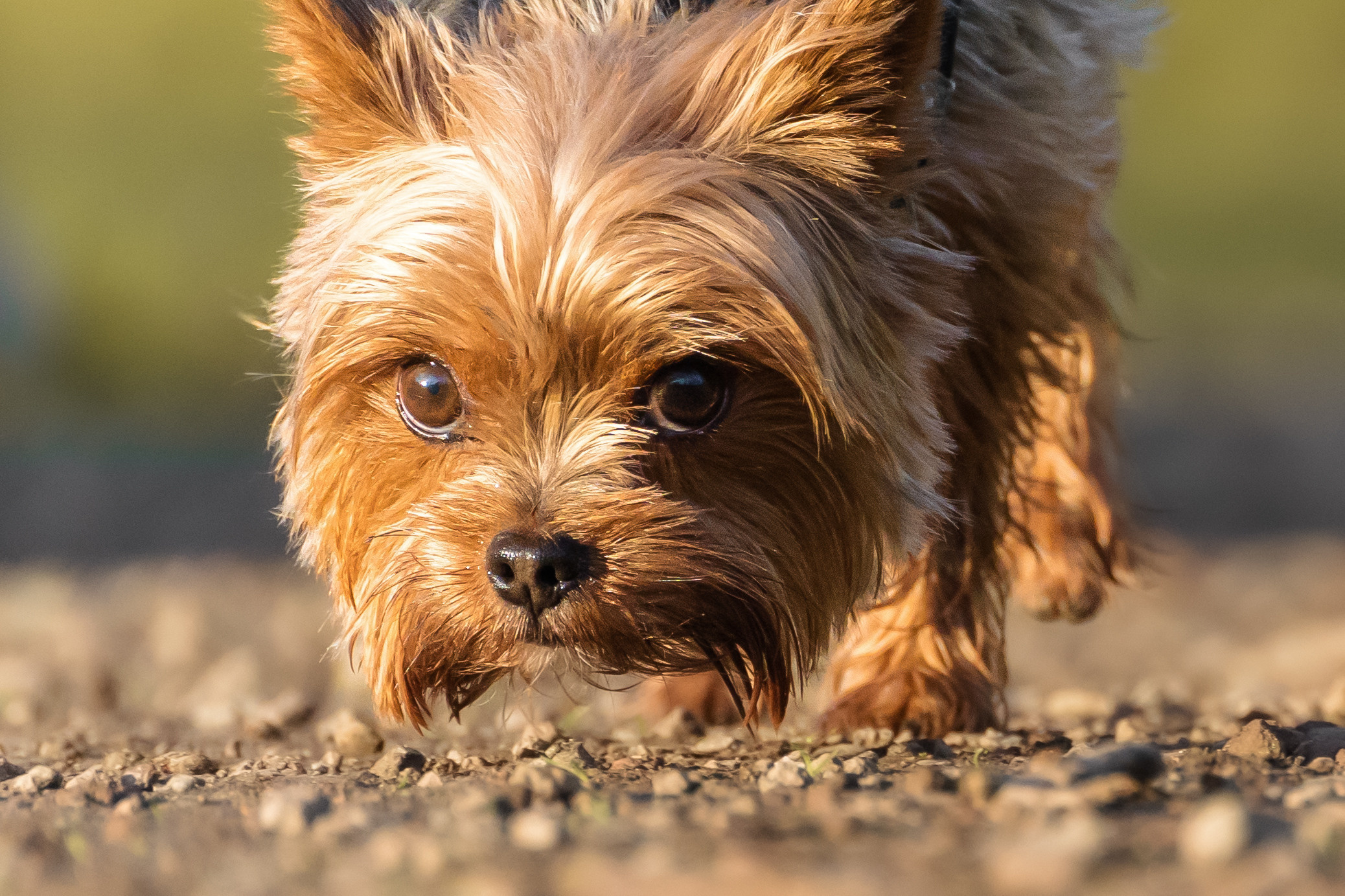 Hundeshooting - Yorkies. Thorben Ihler - Dein Fotograf aus Emden