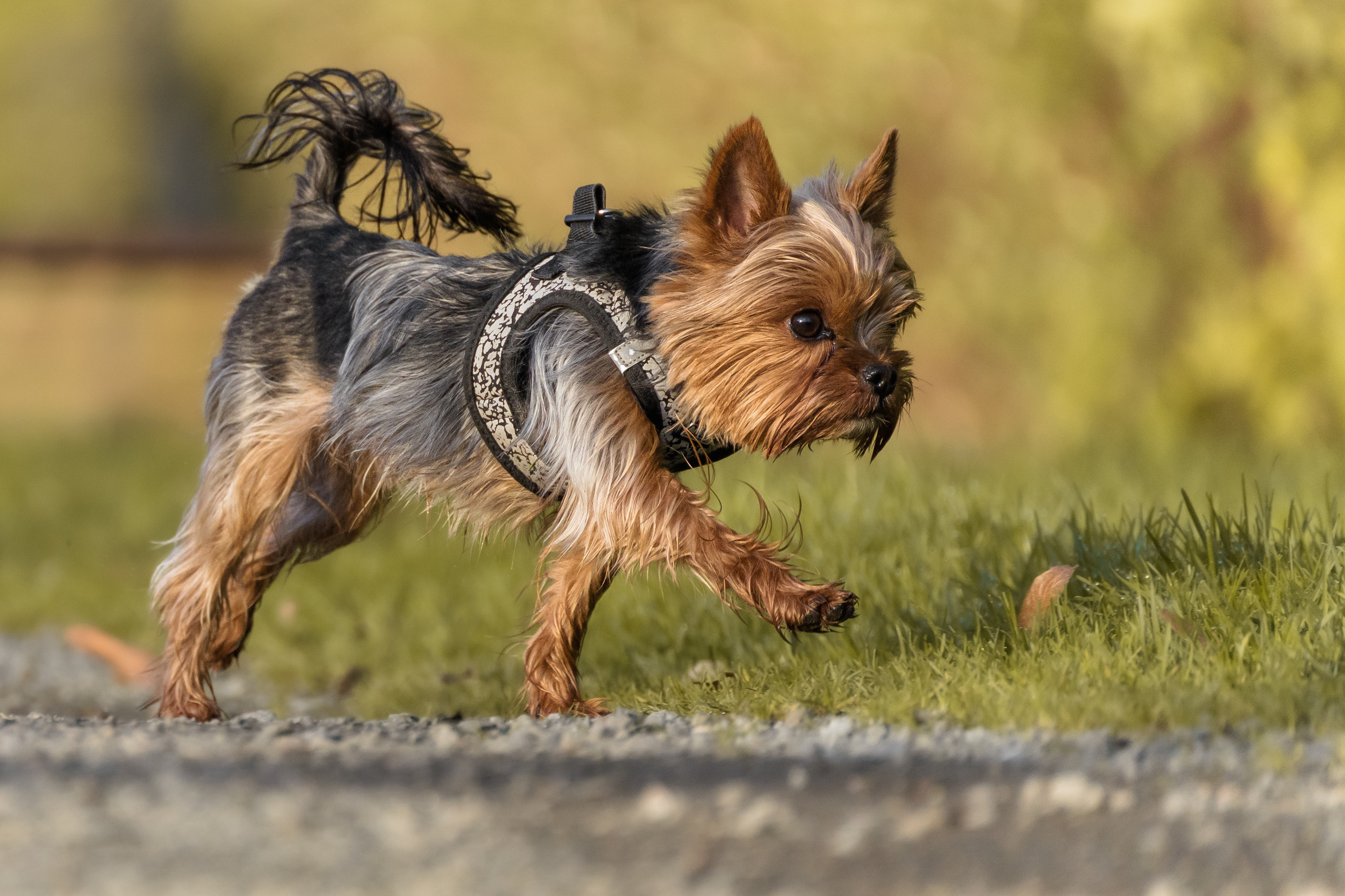 Hundeshooting - Yorkies. Thorben Ihler - Dein Fotograf aus Emden