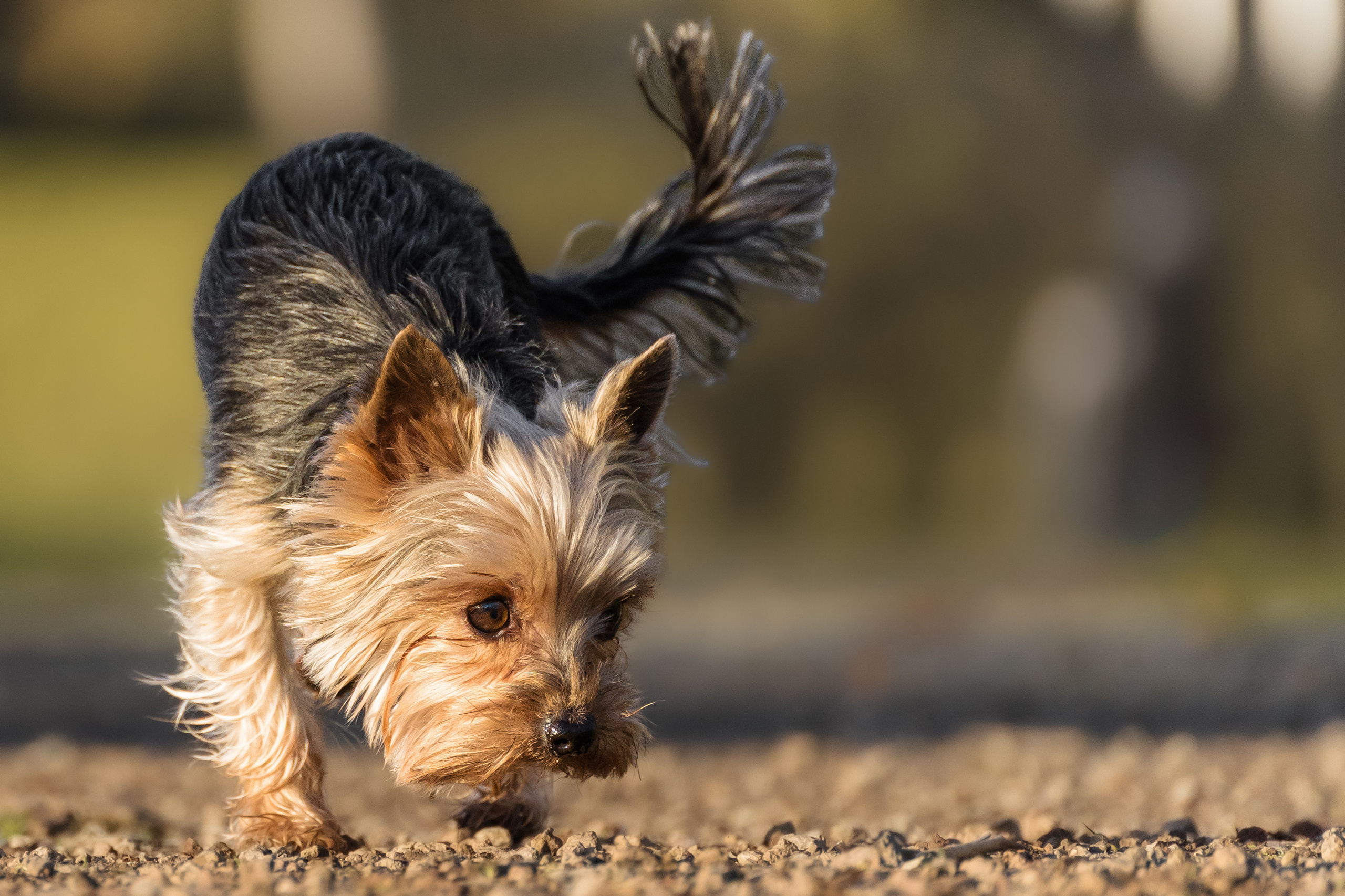 Hundeshooting - Yorkies. Thorben Ihler - Dein Fotograf aus Emden