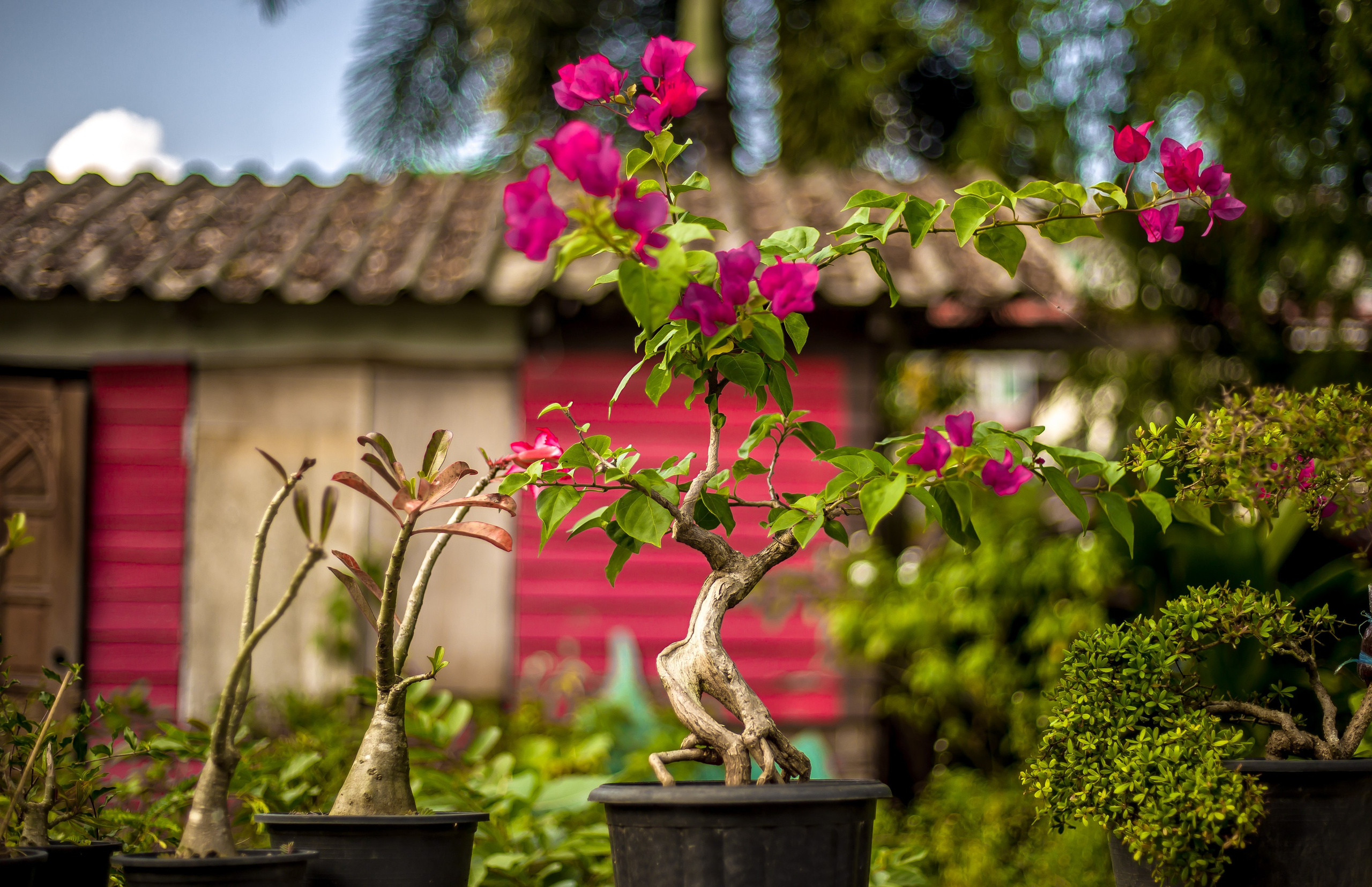 Thailand 2023, Samui. Art Photographer