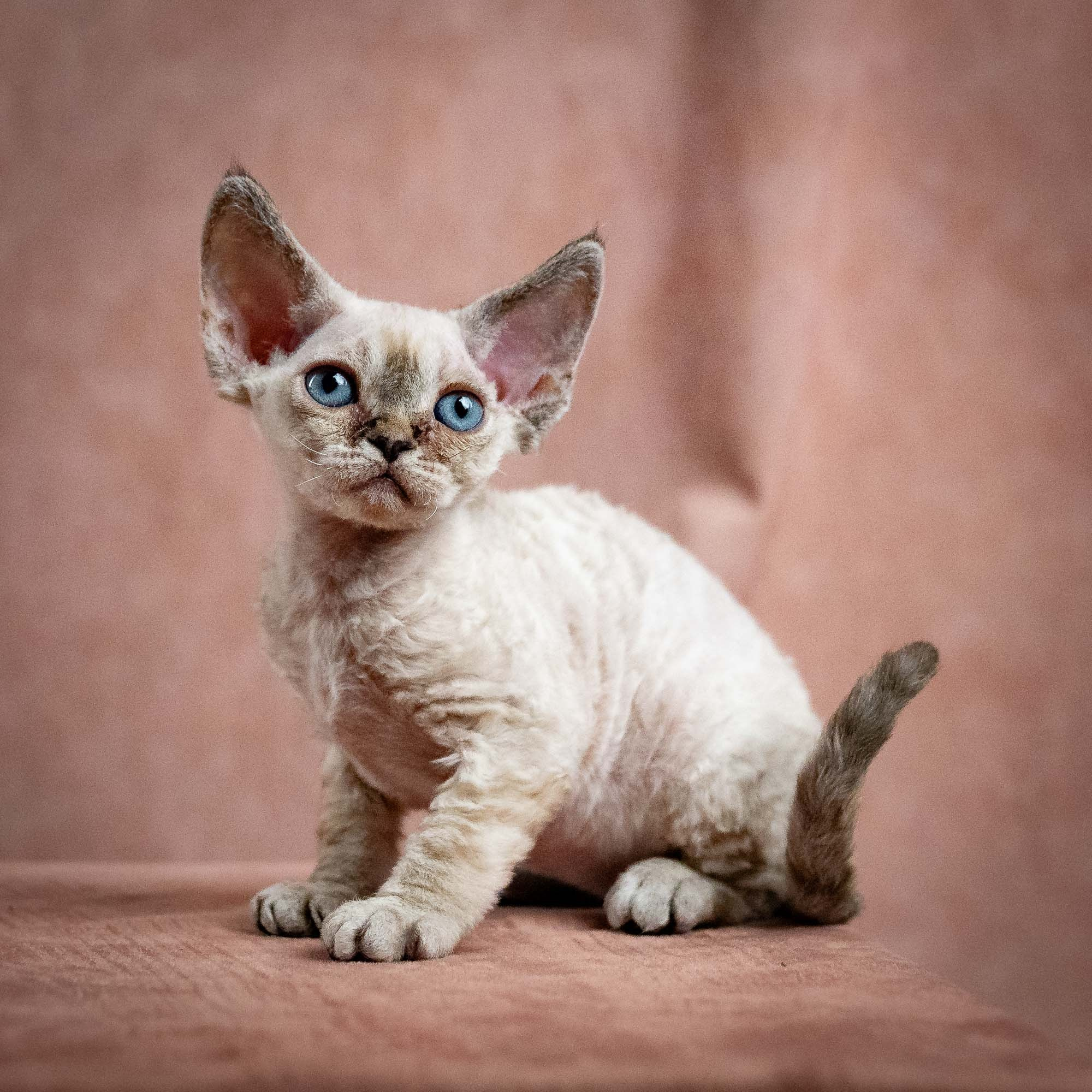 Nessa, girl, born 01.17.26. Devon Rex Pixie Cattery