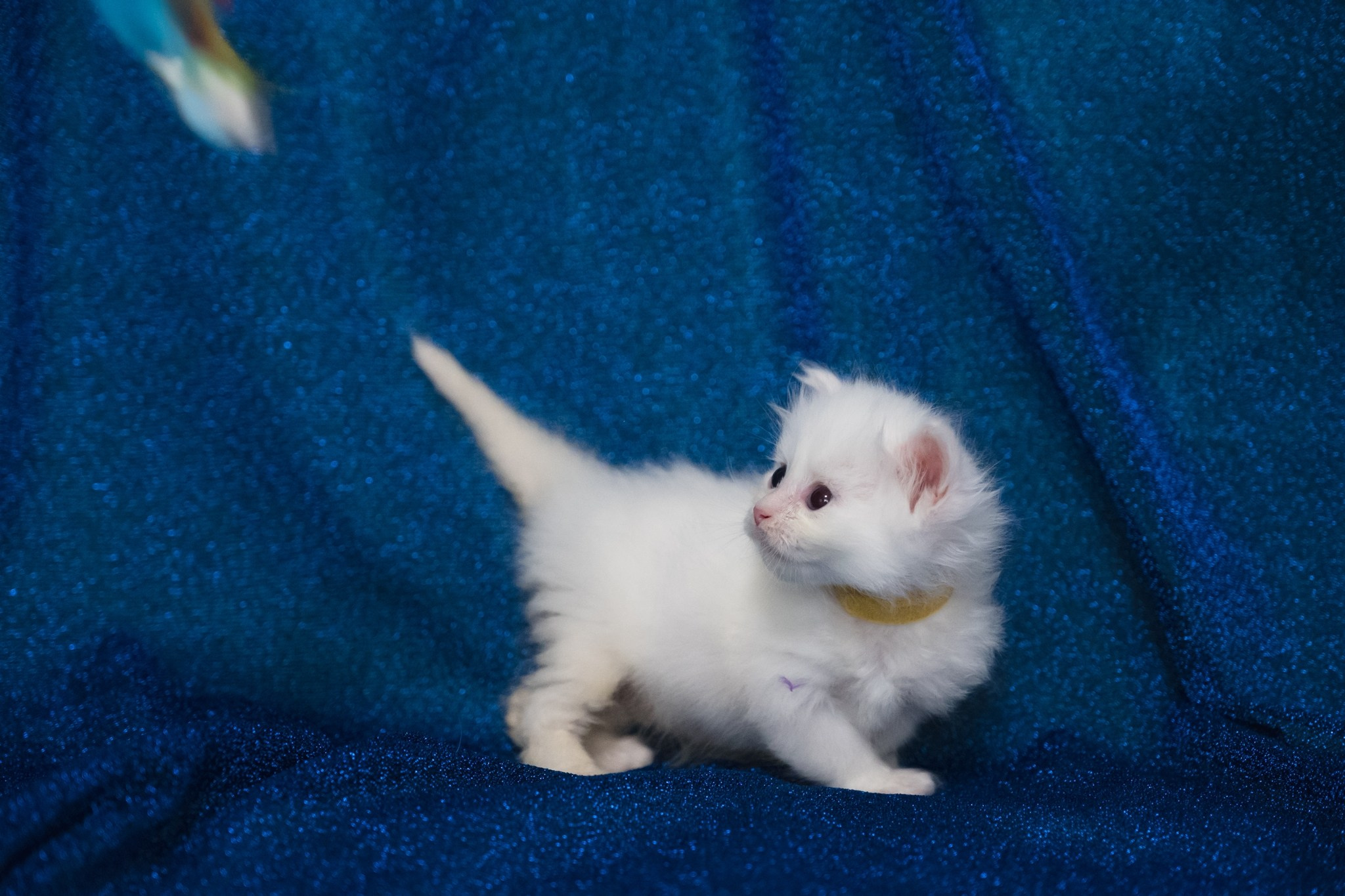 N-Baryona. SIBERIALIS: Katzenzucht von Sibirischen und Neva Masquarade Katzen