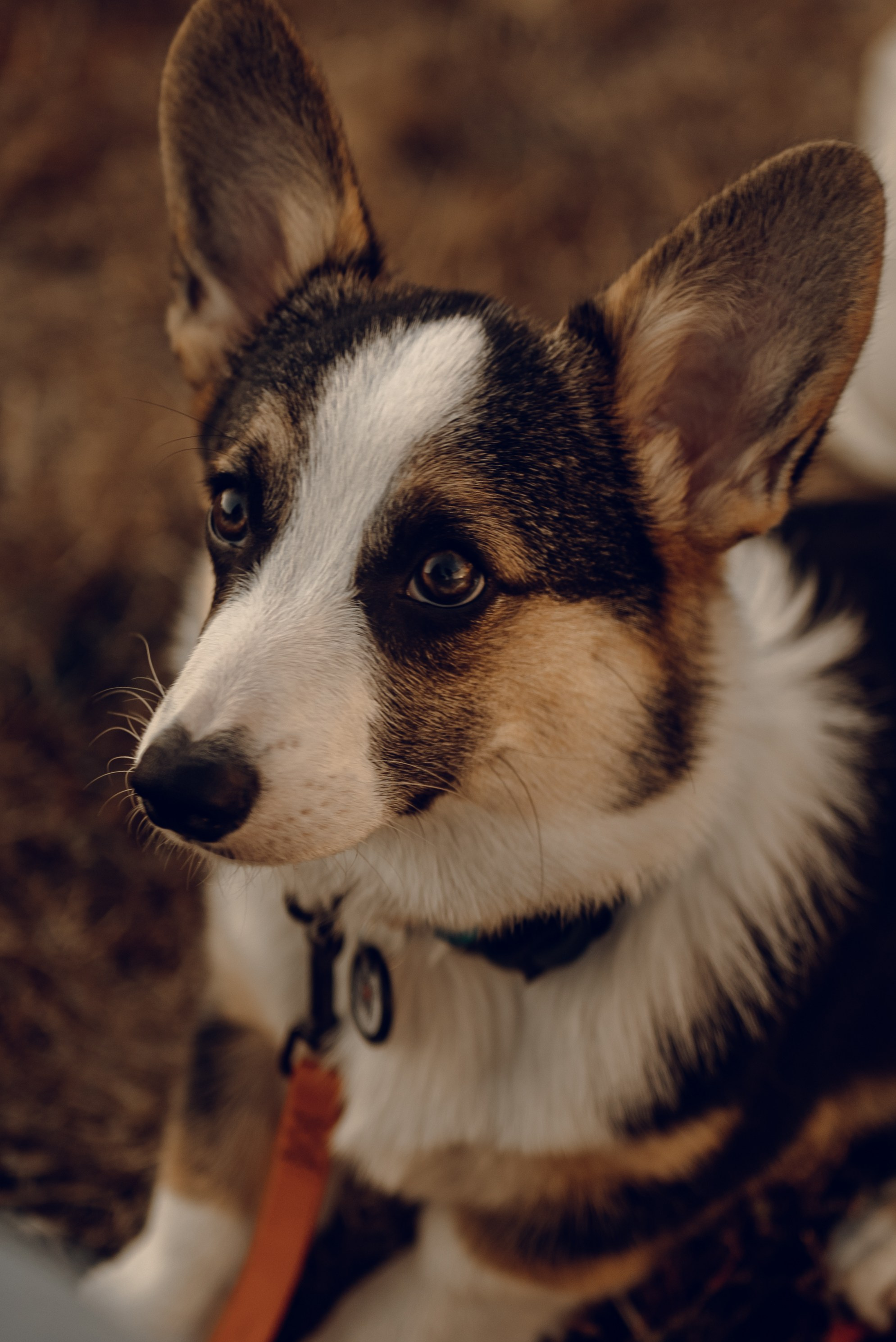 Анна, Назар и Морти. Фотограф Ирина Новикова