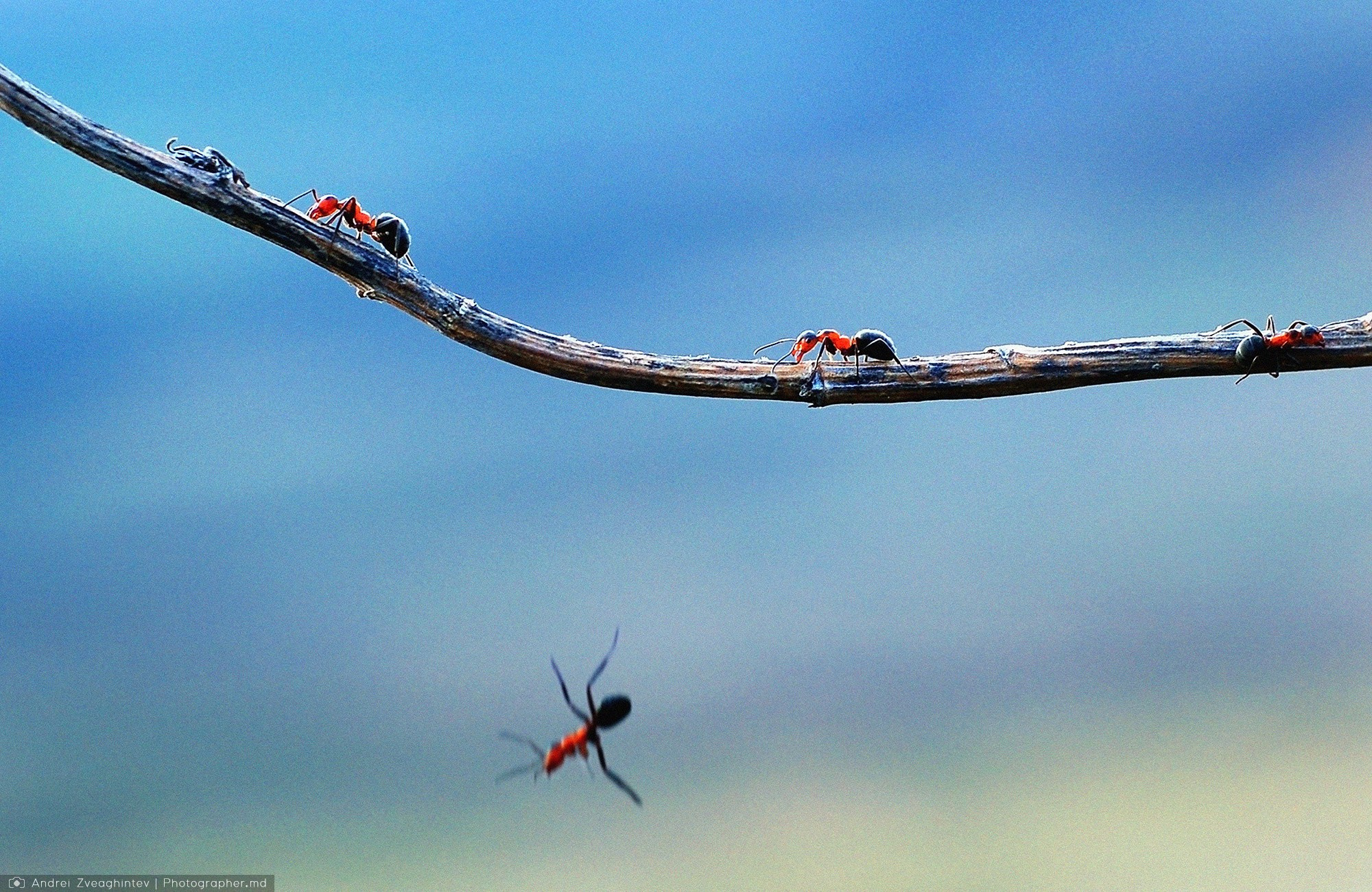 Fotograf natura in Moldova - Andrei Zveaghintev. Fotograf nunta si familie in Moldova, Chisinau - Andrei Zveaghintev