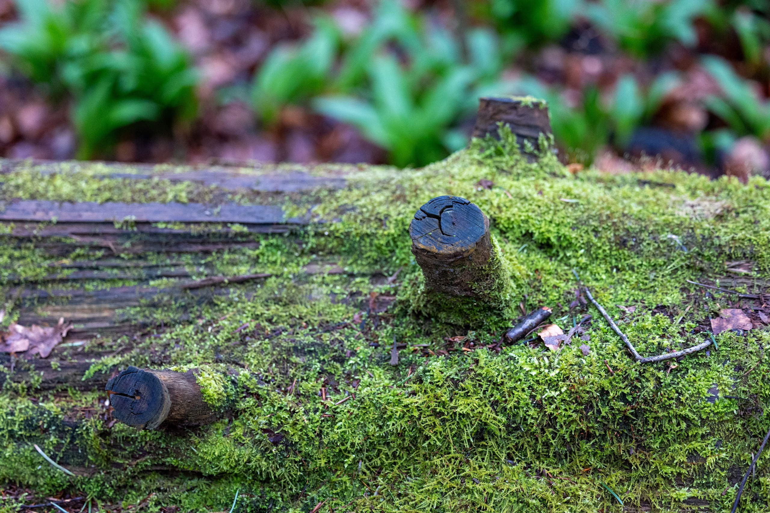 Forår. Fotograf Aarhus | Portrætfoto Århus | Flotte billeder
