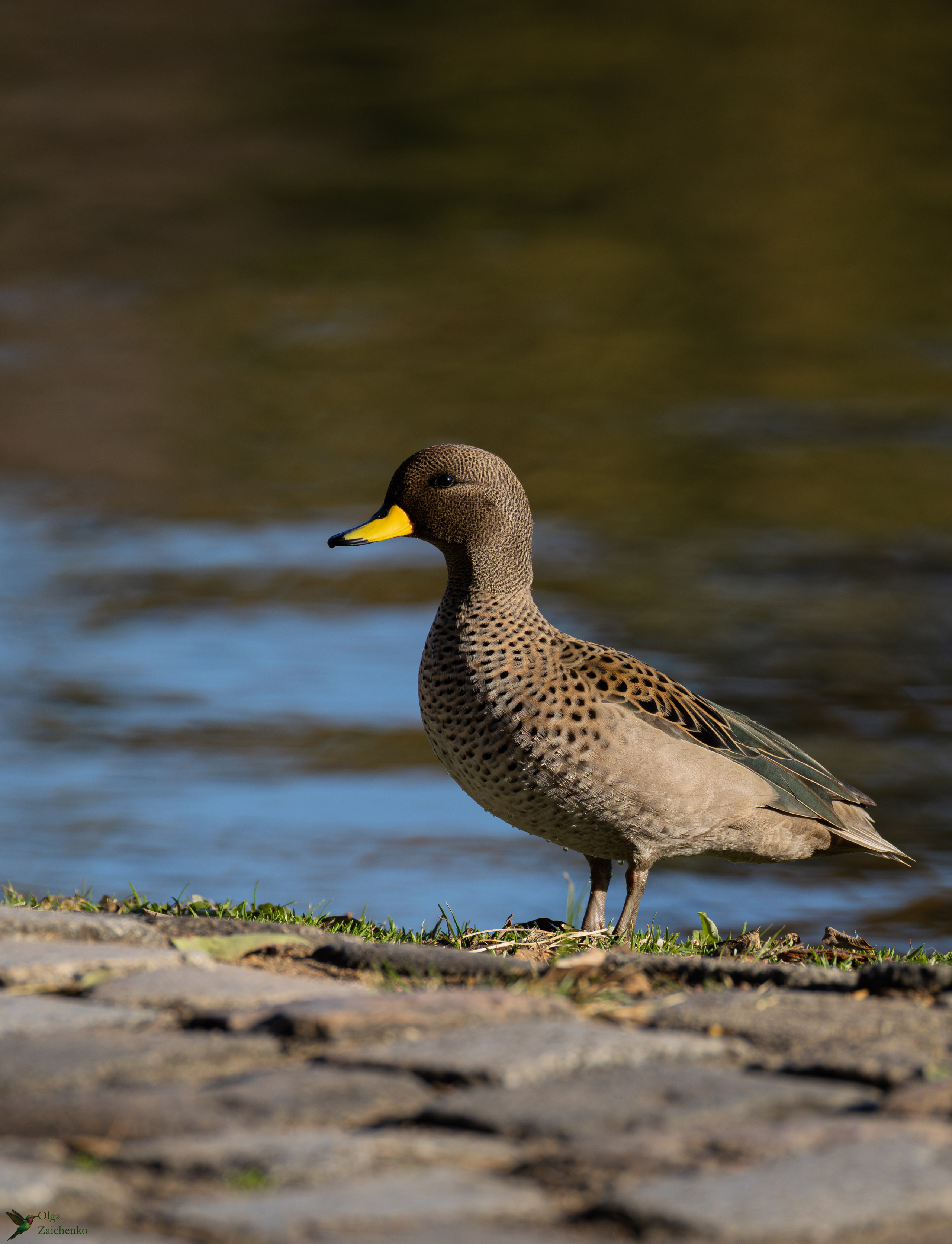 Желтоклювый чирок