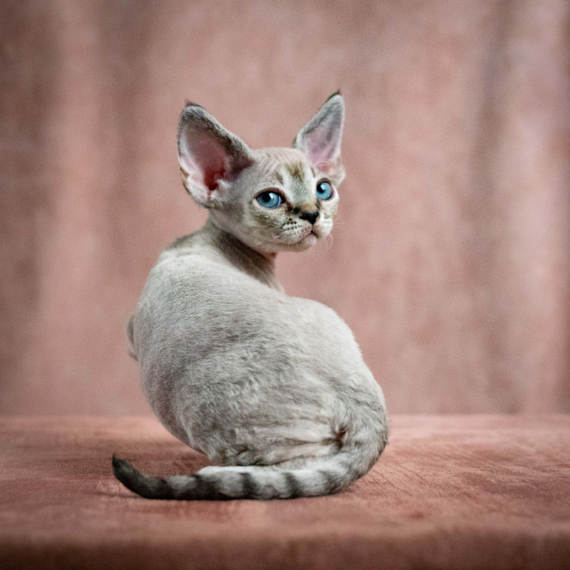Nellie, girl, born 01.17.26. Devon Rex Pixie Cattery