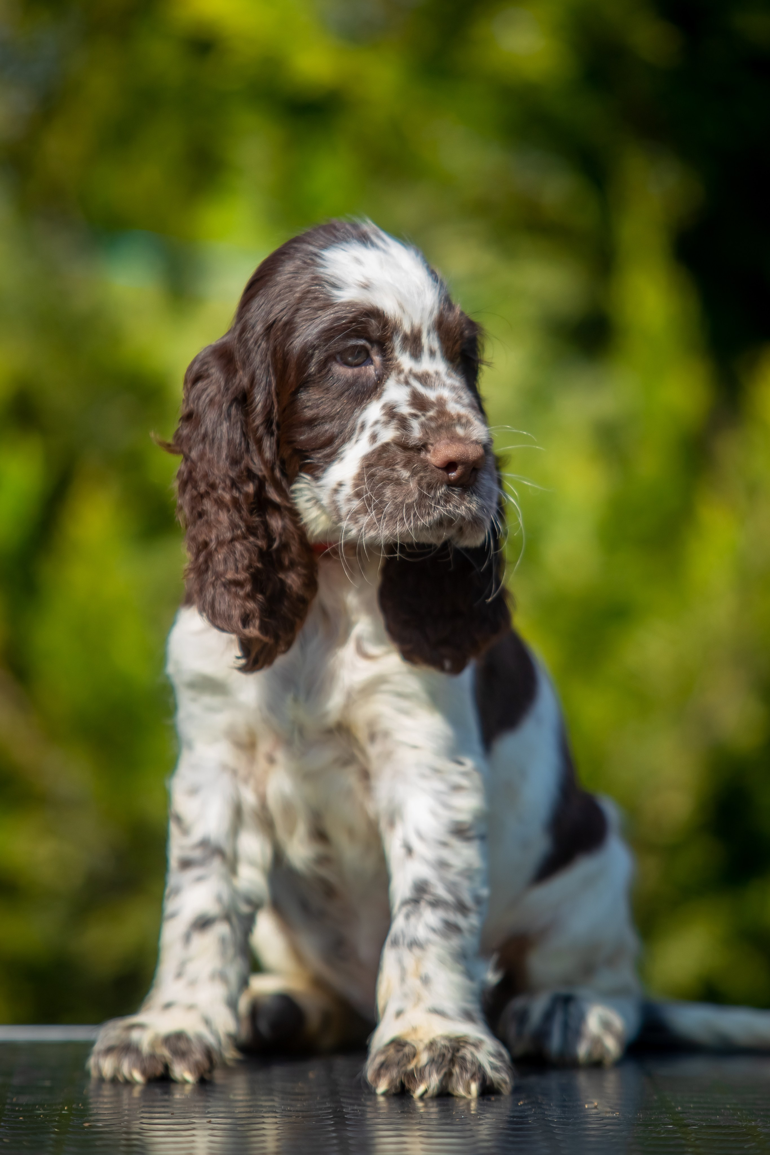 Female — Red collar ❤️. Website of the titled stud dog of the Springer Spaniel breed