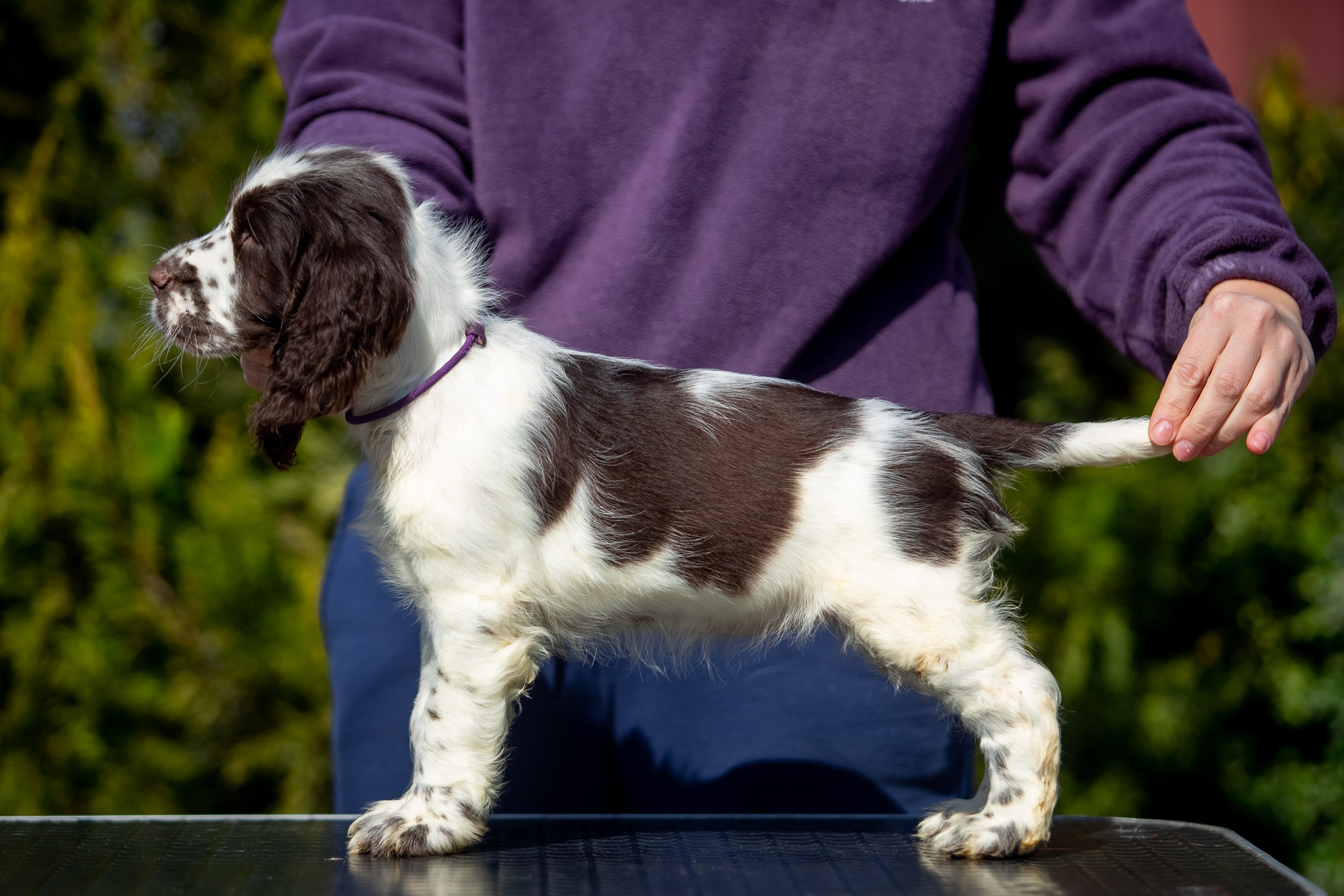 Female — Purple collar💜. Website of the titled stud dog of the Springer Spaniel breed