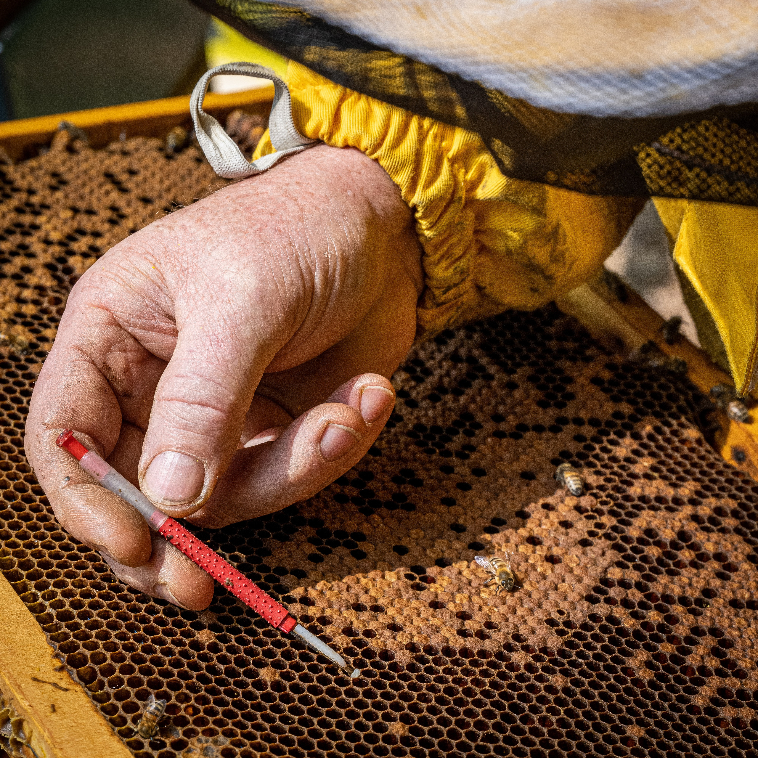 Apicultura Bergadano. “Gianmaria Coscia fotografo per passione”
