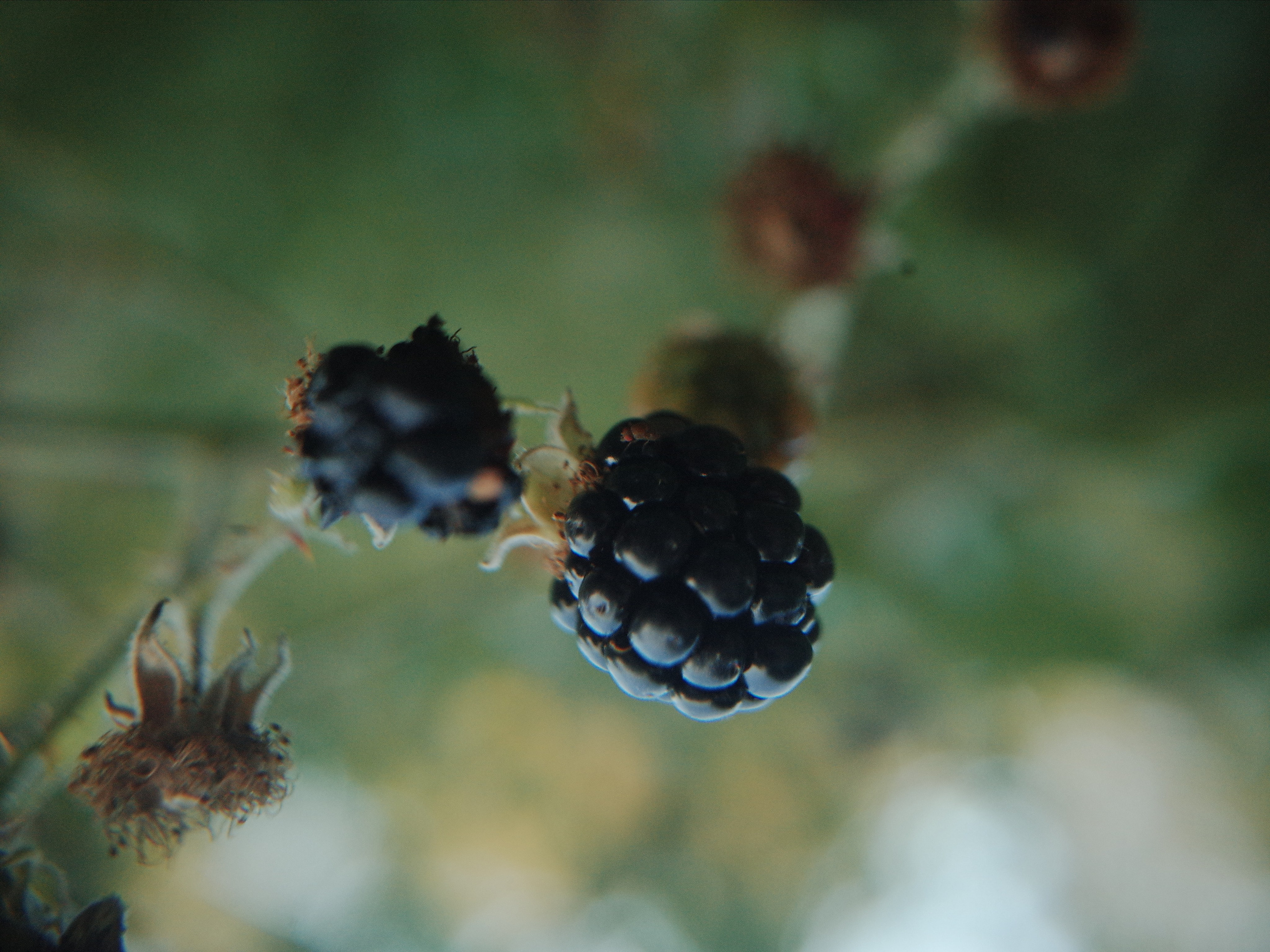 Garden of Forking Paths. Victoria Dini. Art photography in London / Folkestone, UK