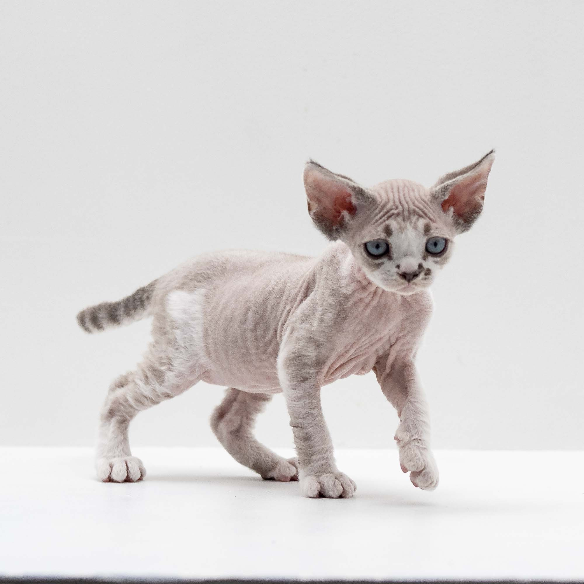 Frank, boy, born on 01.01.25. Devon Rex Pixie Cattery