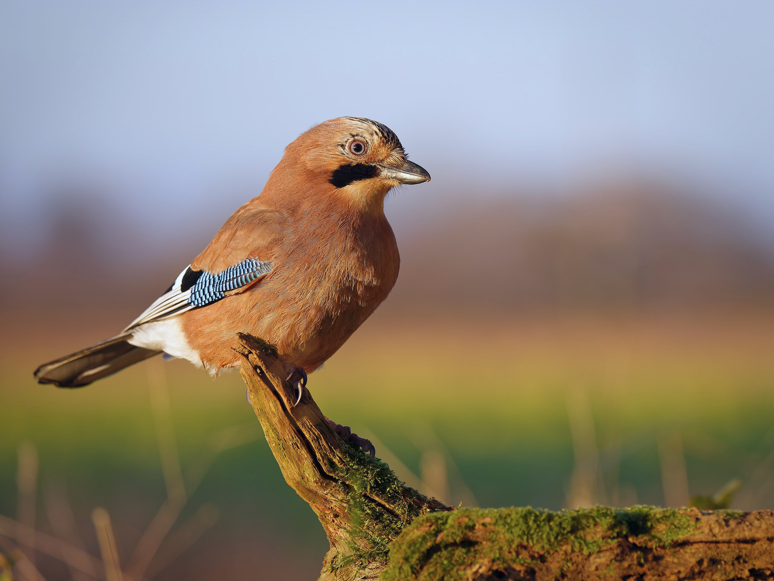 UK Wildlife Photography Gallery. Hedley Wright Photography | East Anglia Sport, Street, Wildlife, Landscape & Astrophotography