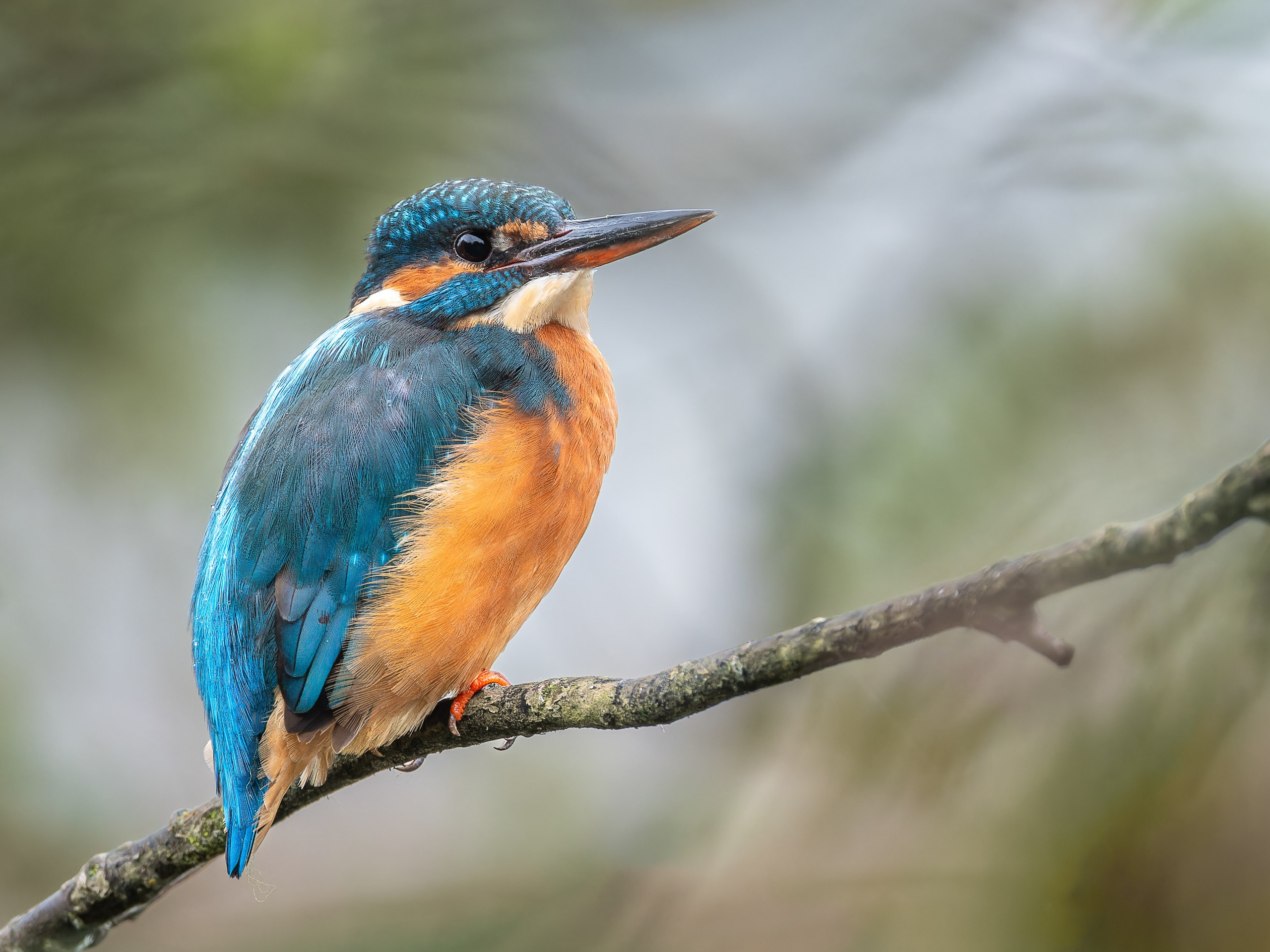 UK Wildlife Photography Gallery. Hedley Wright Photography | East Anglia Sport, Street, Wildlife, Landscape & Astrophotography
