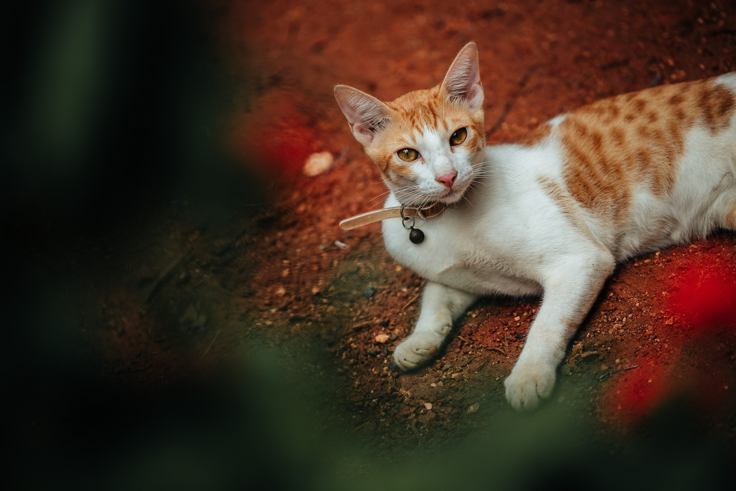 Pet photography. Portrait Photographer in Bangalore | ONEIRO by Anbu Jawahar