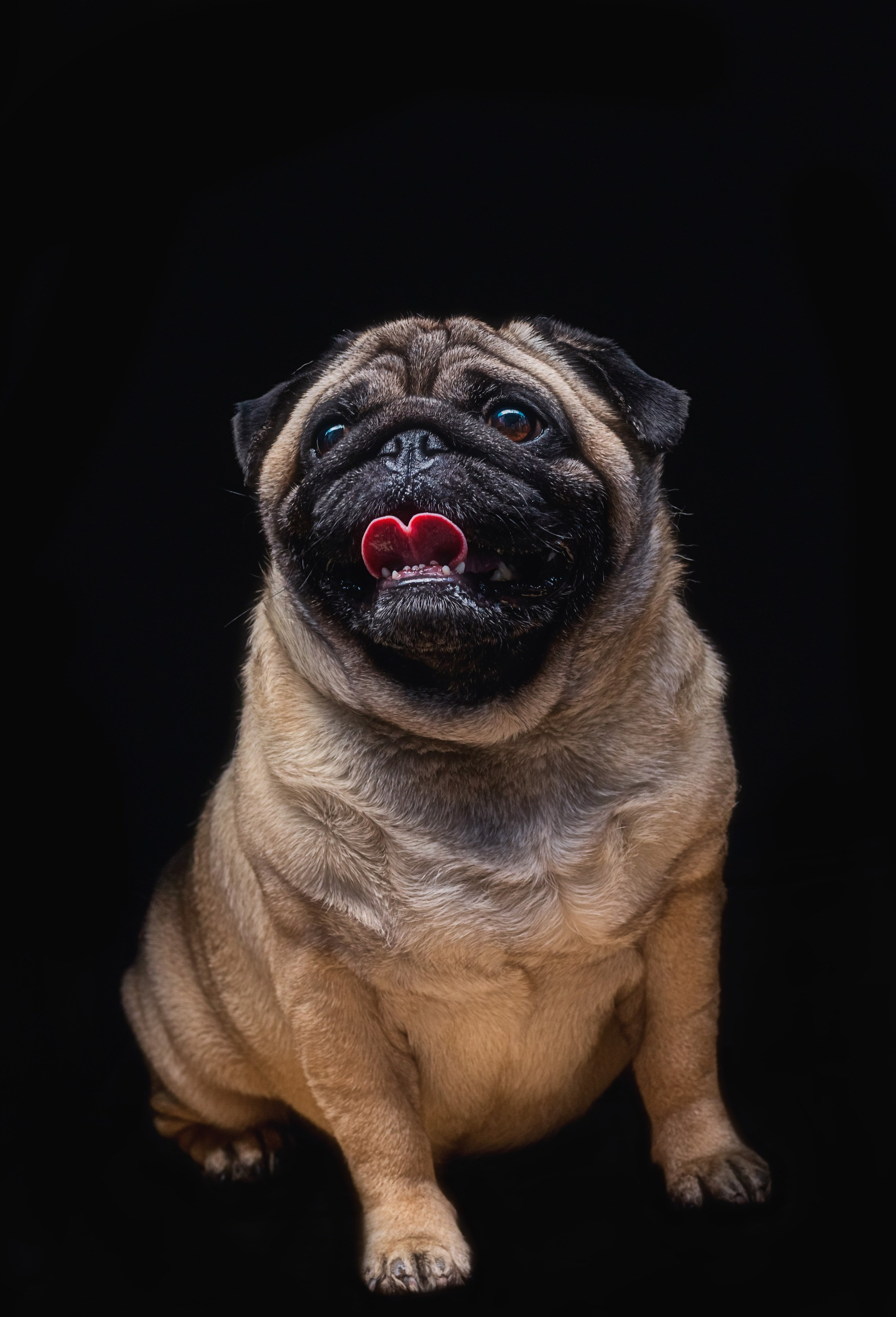 FUNNY ANIMALS ВЕСЁЛЫЕ ЖИВОТНЫЕ. LUKIN IGOR Photography