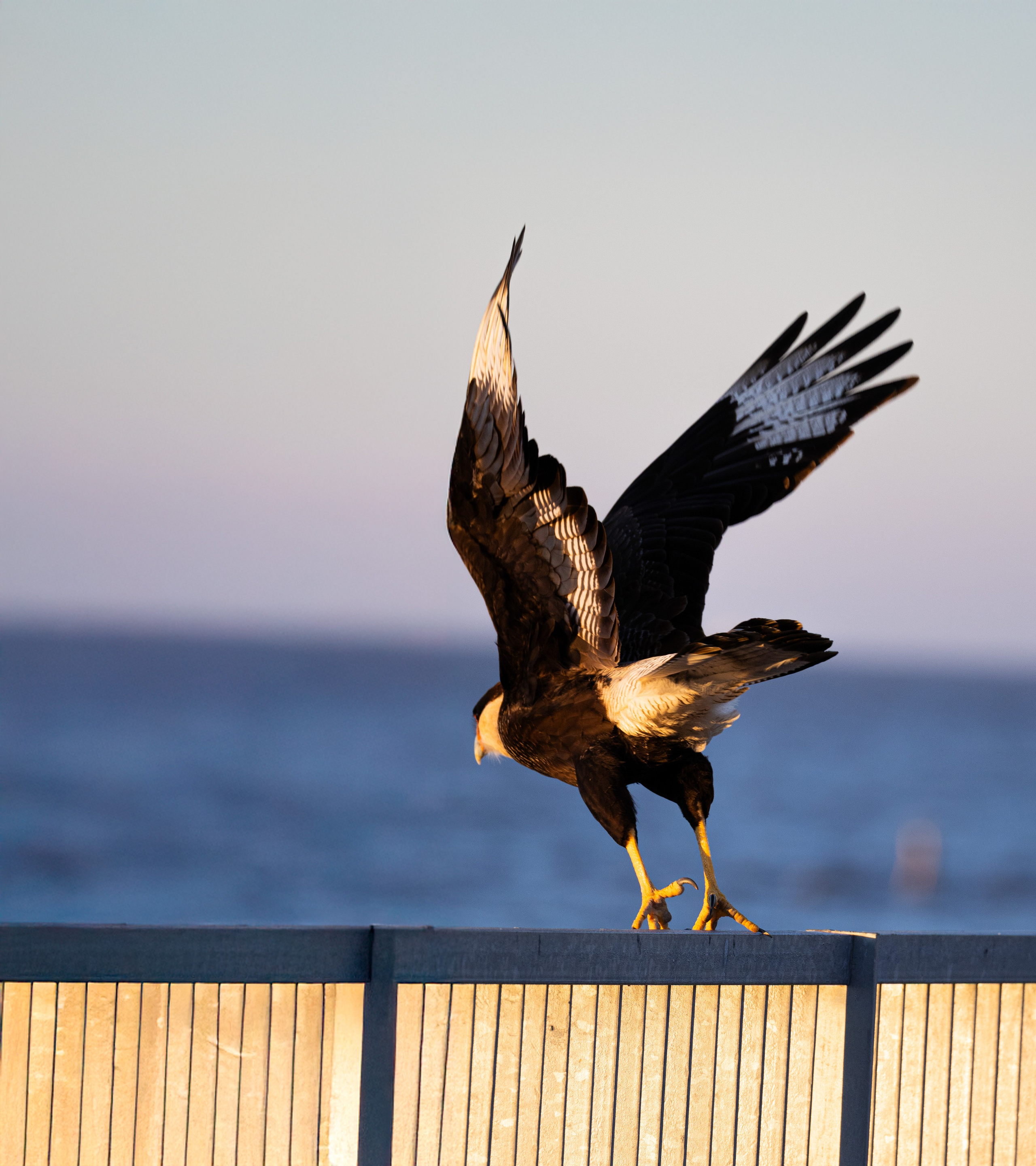 Хохлатая каракара