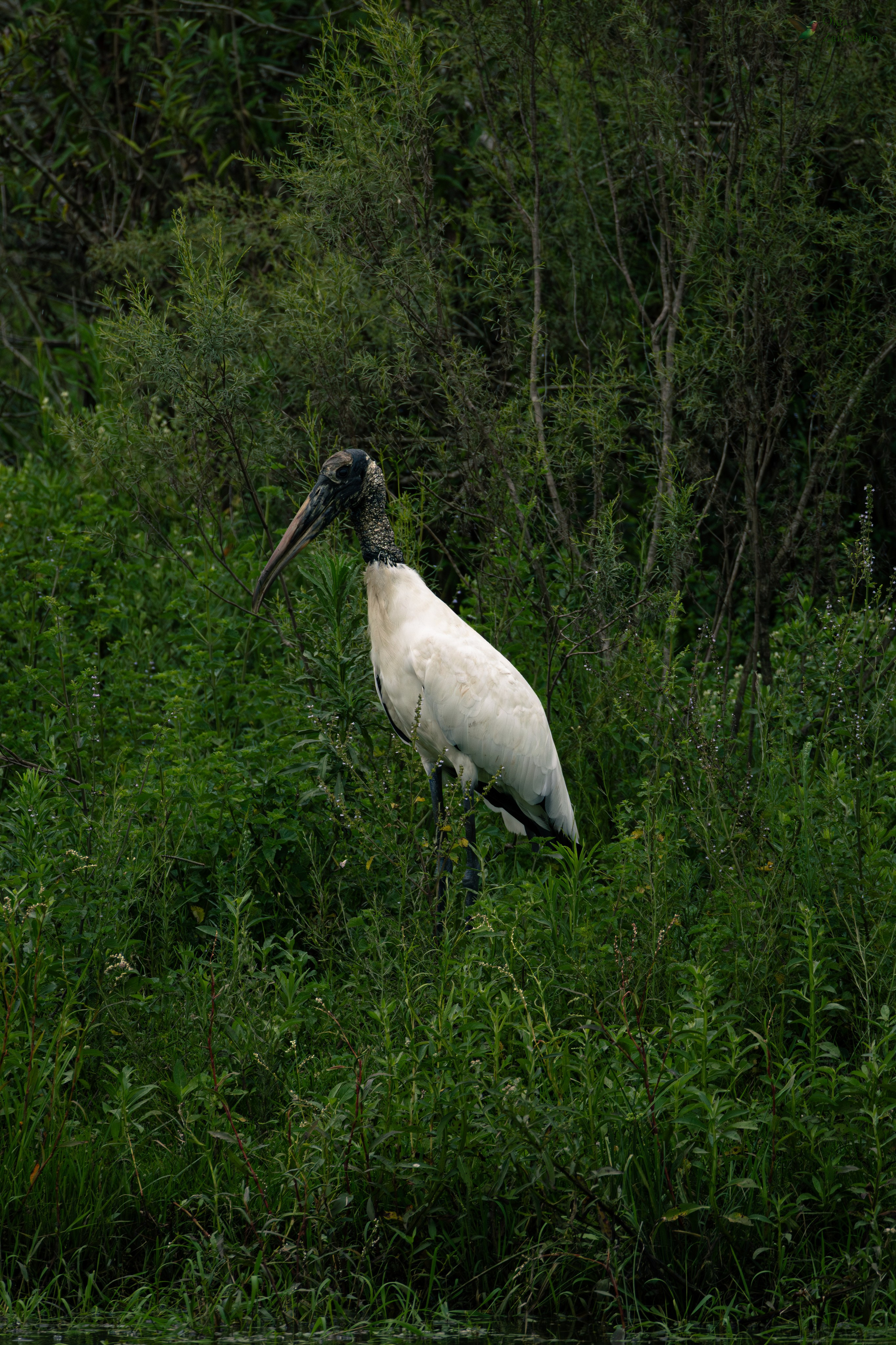 Американский клювач
