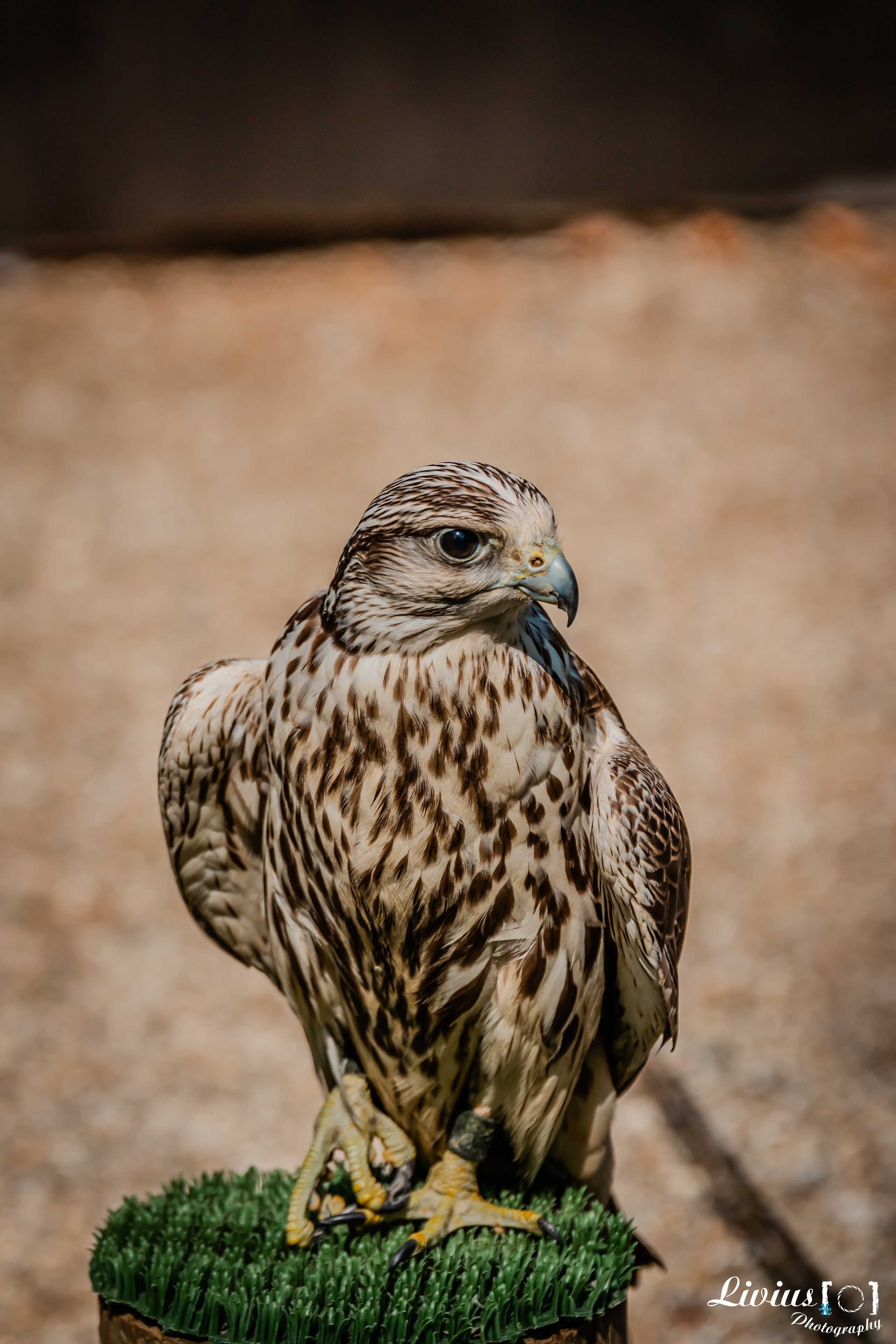 Wildpark Tambach. FOTO KREATIV
