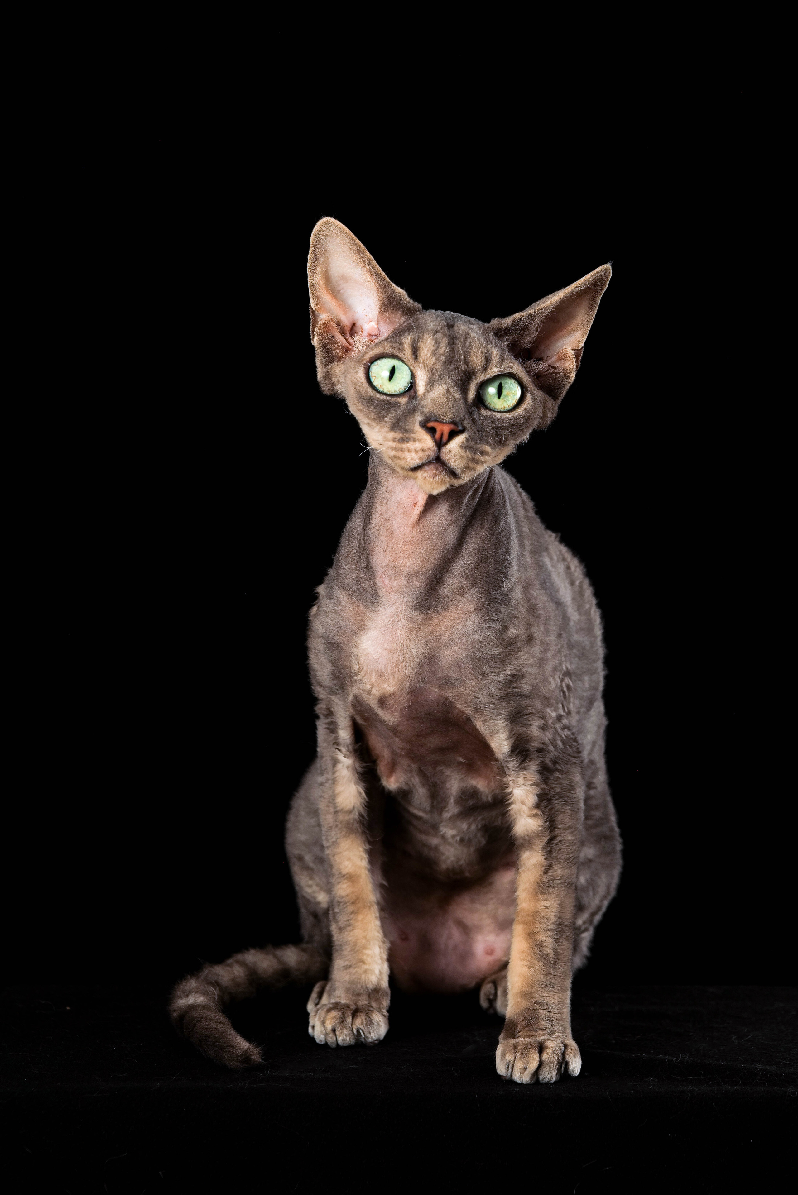 Animals photo session. Wedding-Family photographer, South of France–Paris, Valentina Acrement