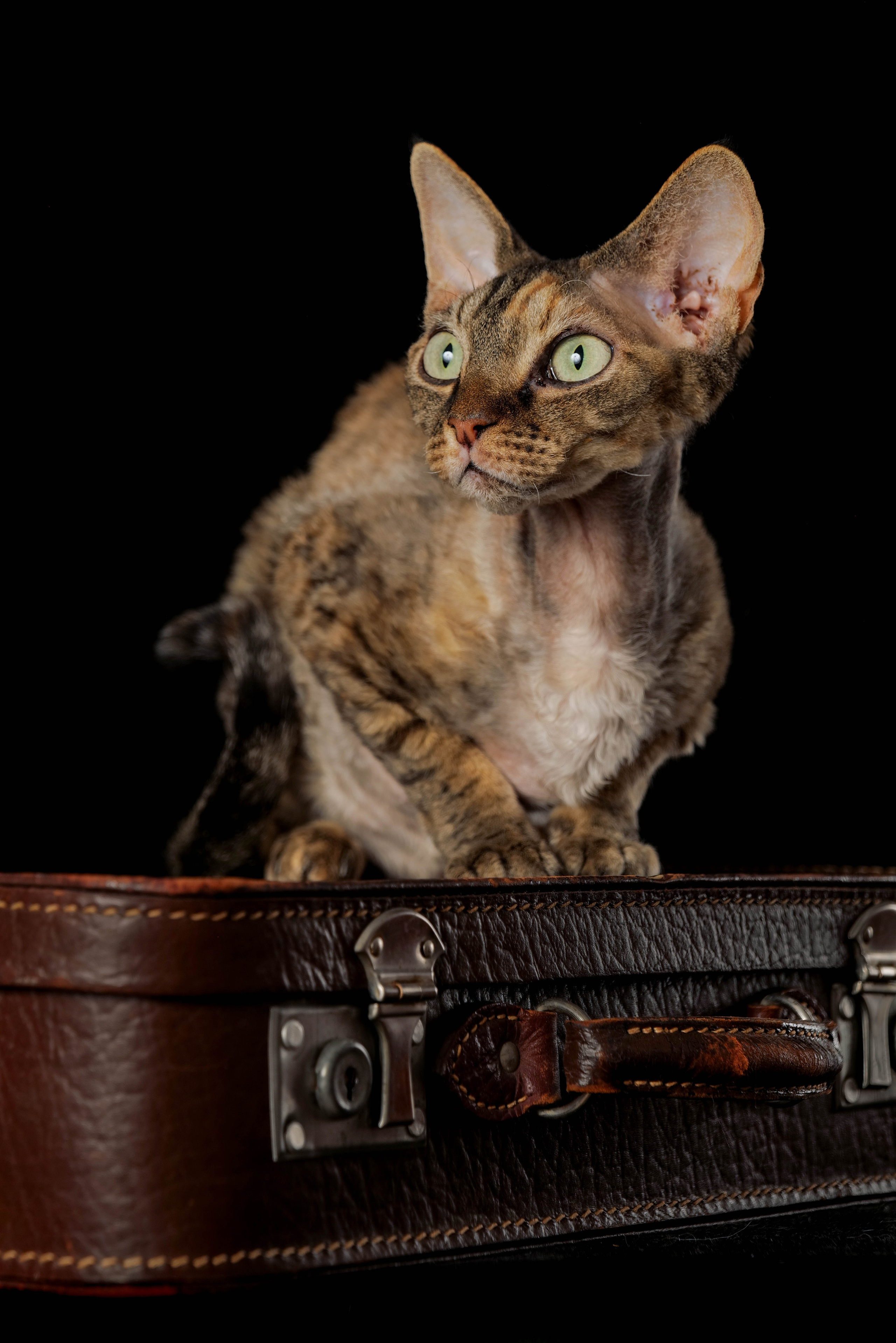 Animals photo session. Wedding-Family photographer, South of France–Paris, Valentina Acrement