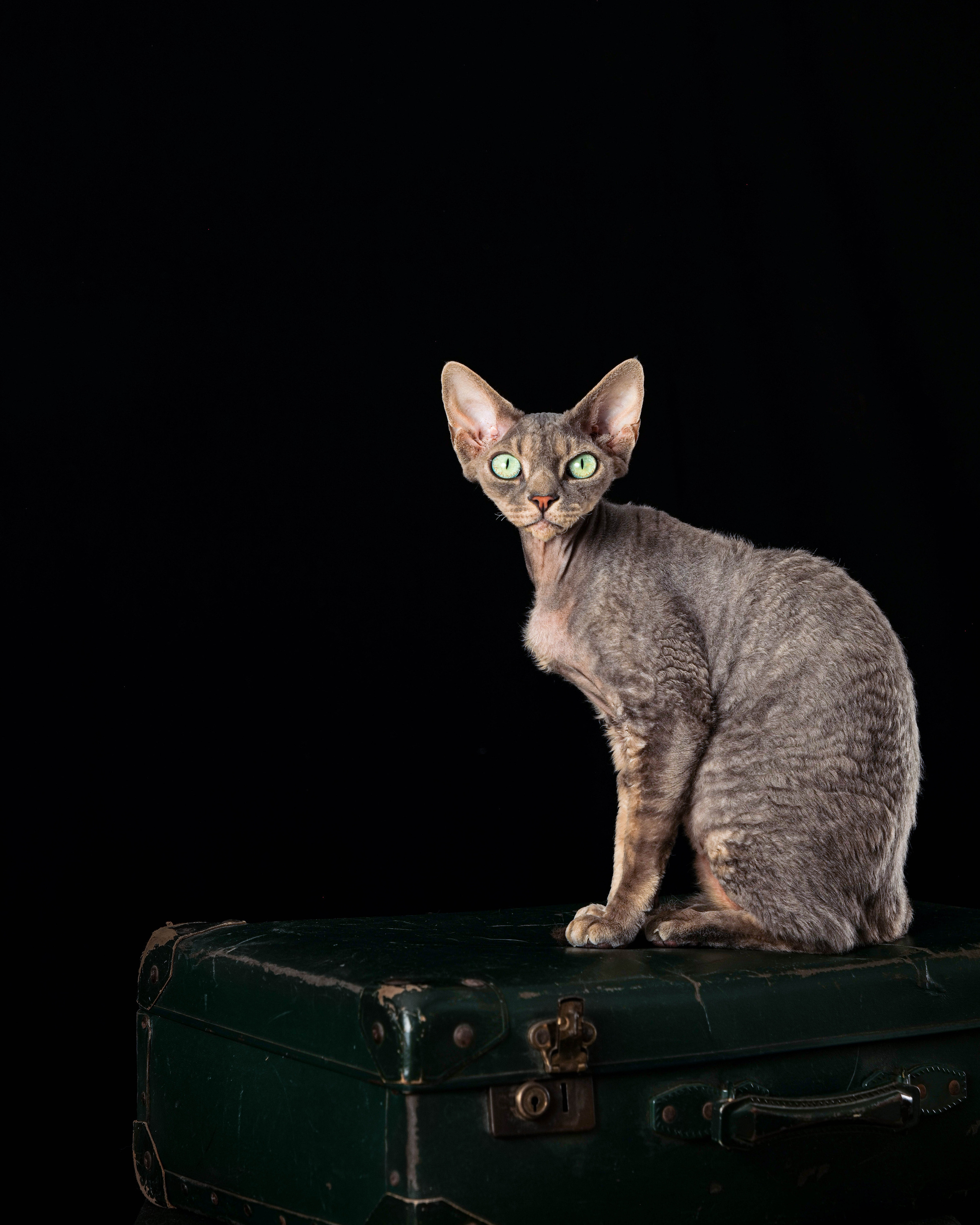 Animals photo session. Wedding-Family photographer, South of France–Paris, Valentina Acrement